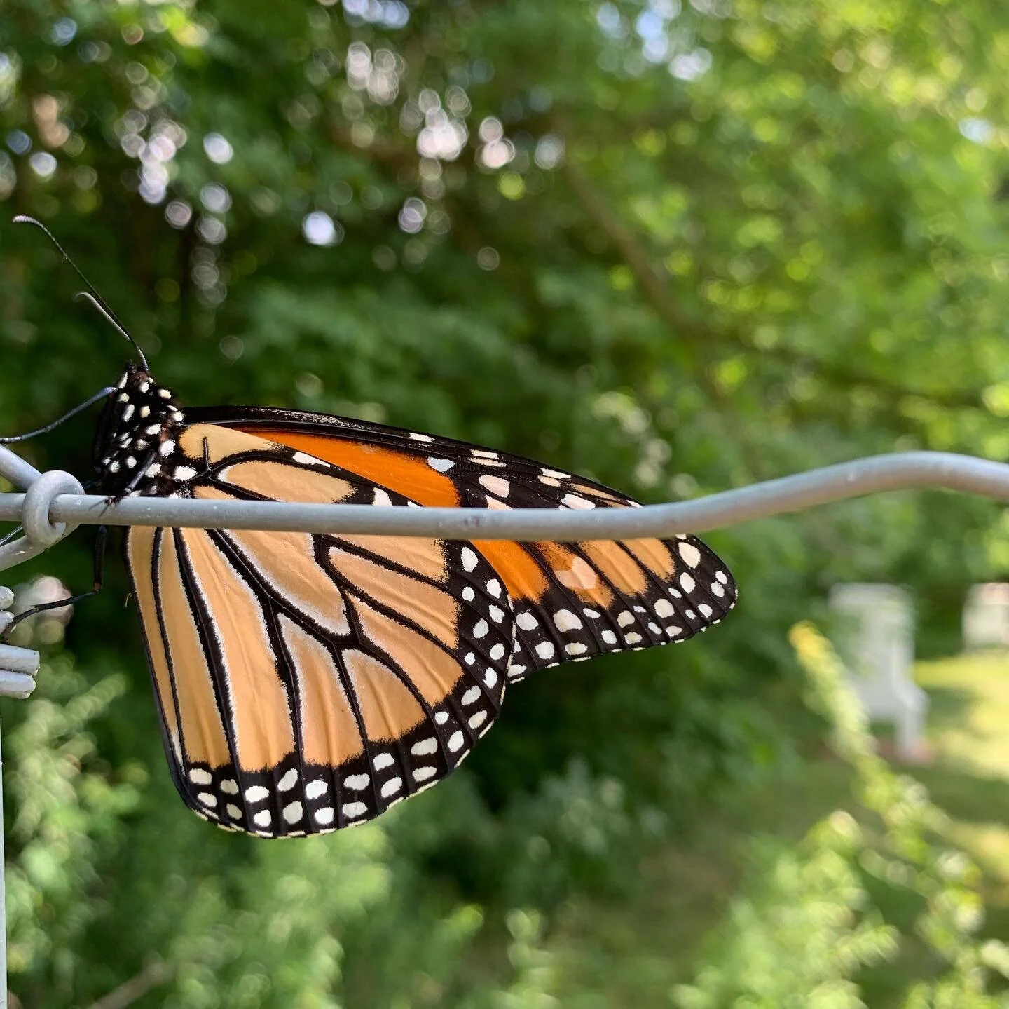 From butterflies to veggies, we have it all! Enjoy our latest pics from the garden...