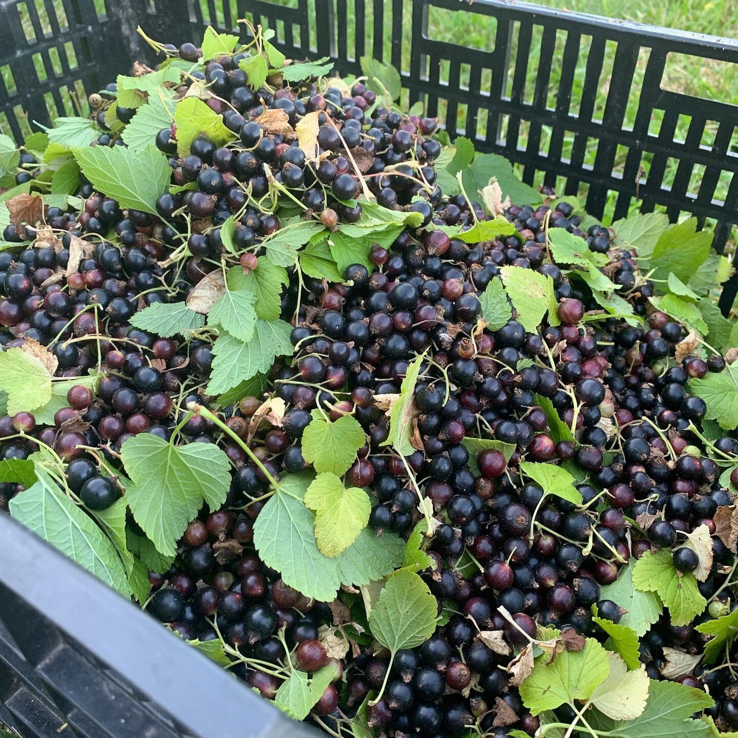 Our delicious black currant harvest! Stay tuned for pictures of our currant jam.
#currant #currantjam #ournewwaygarden #garden #food #delicious #jam #community