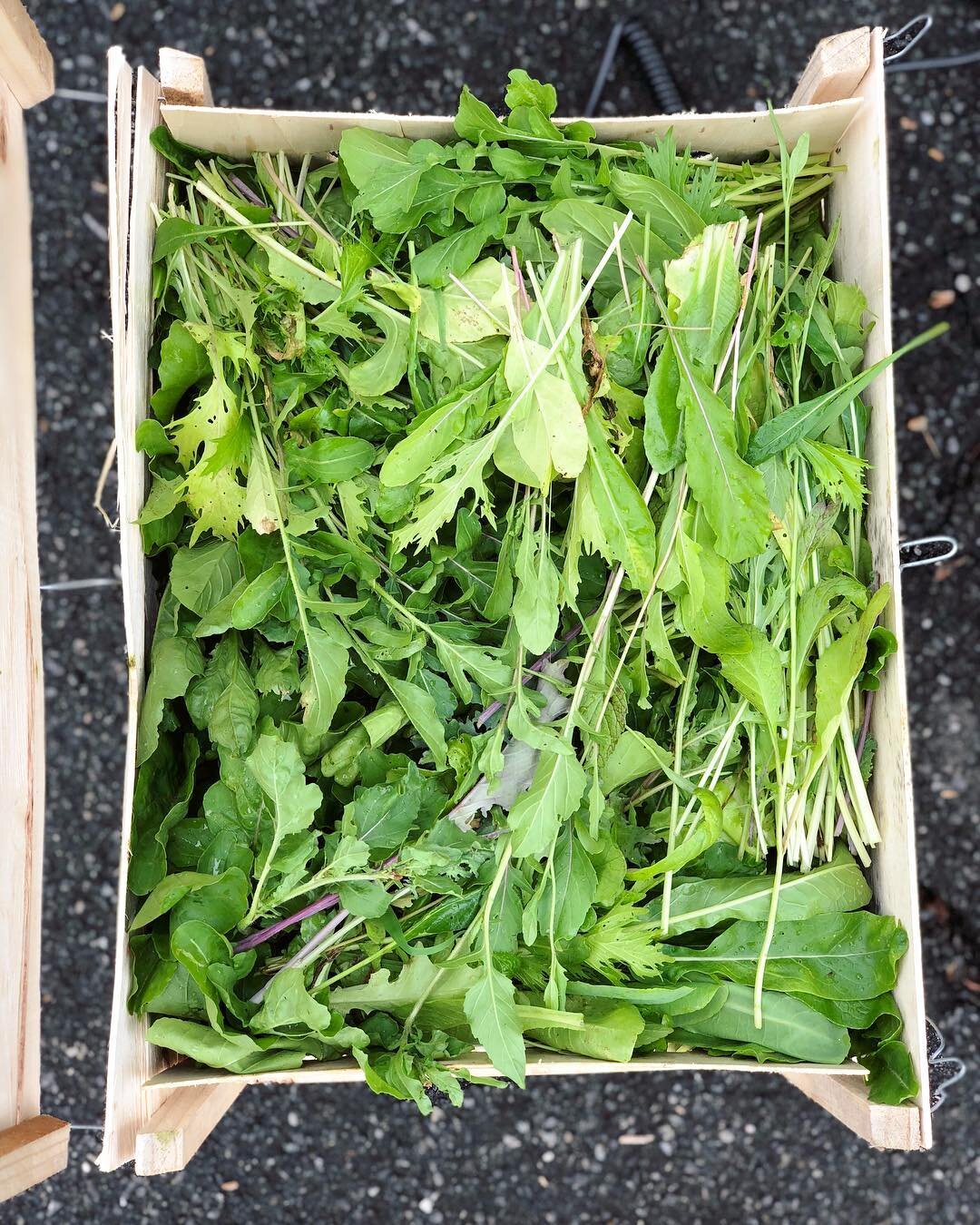 Did you know that we donate most of the food we harvest to food pantries in Westchester? This kale, arugula, and lettuce was given to Caritas of Port Chester - a non-profit food pantry that feeds those in need. 💚 #nonprofit #ournewwaygarden #gardeni