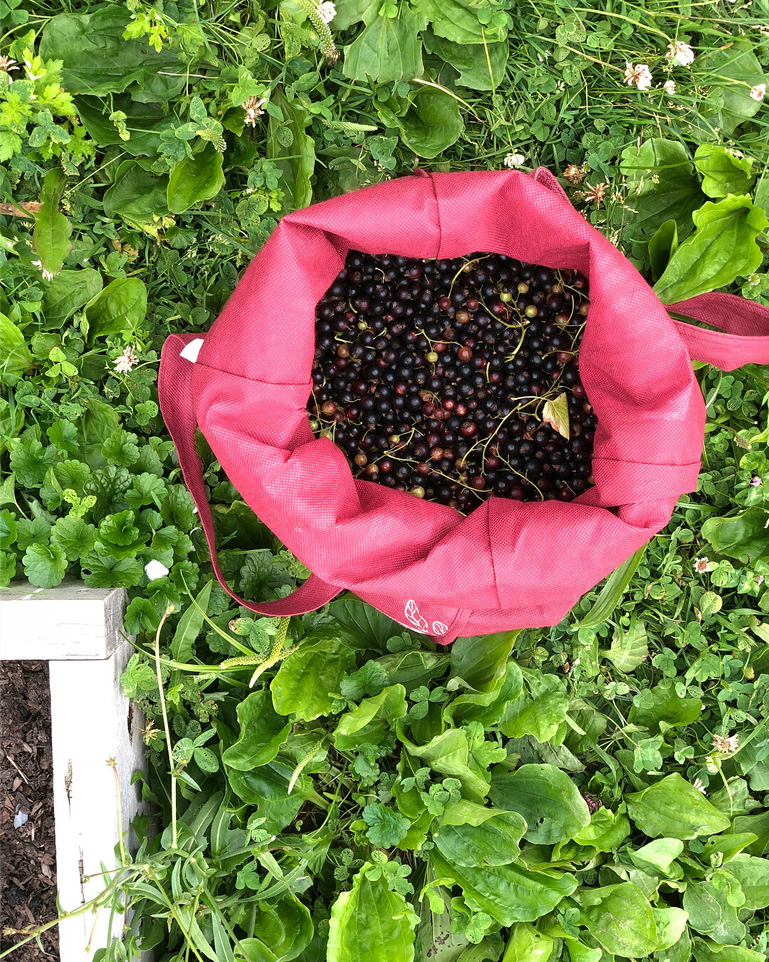 Let&rsquo;s talk about 🌱CURRANT JAM🌺 from garden ➡️ table. Last week, we harvested currants from our garden at Old Oaks Country Club, sold some at @pepsico farmer&rsquo;s market in Purchase, and made delicious jam from the rest. Making jam requires