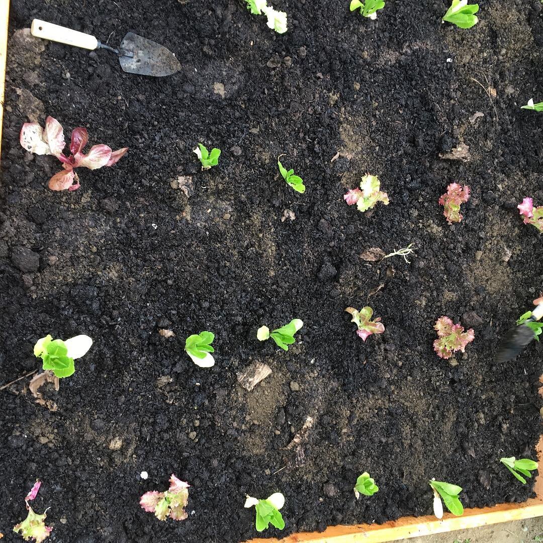 Planting some lettuce at the St. Christopher garden! #aesthetic #garden #organic #homegrown #spring #lettuce