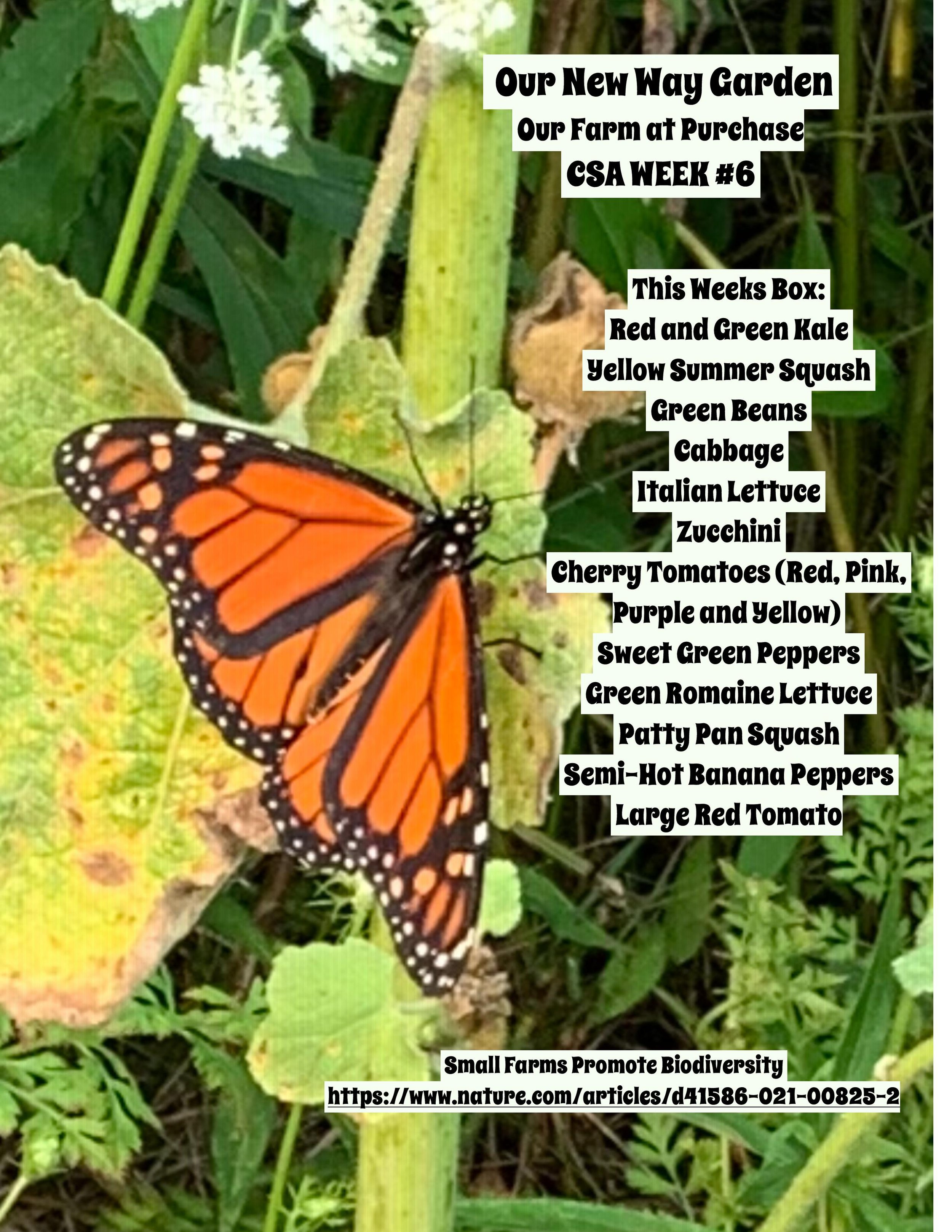 CSA PDF 2021 Week 6-page-001.jpg