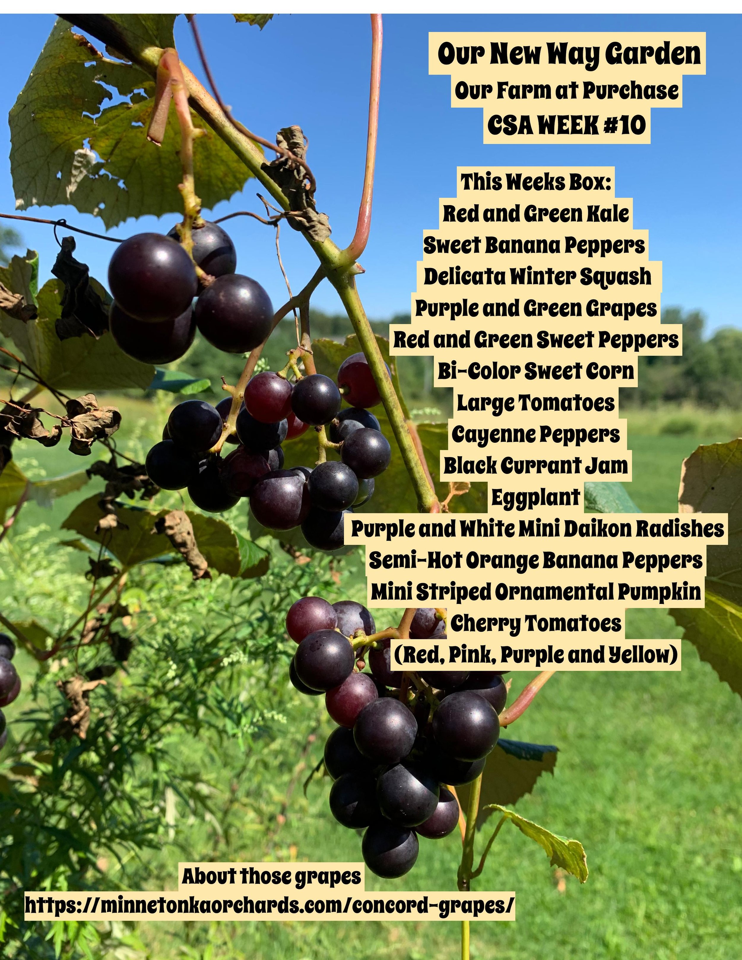 ONWG CSA 2021 week#10-page-001.jpg