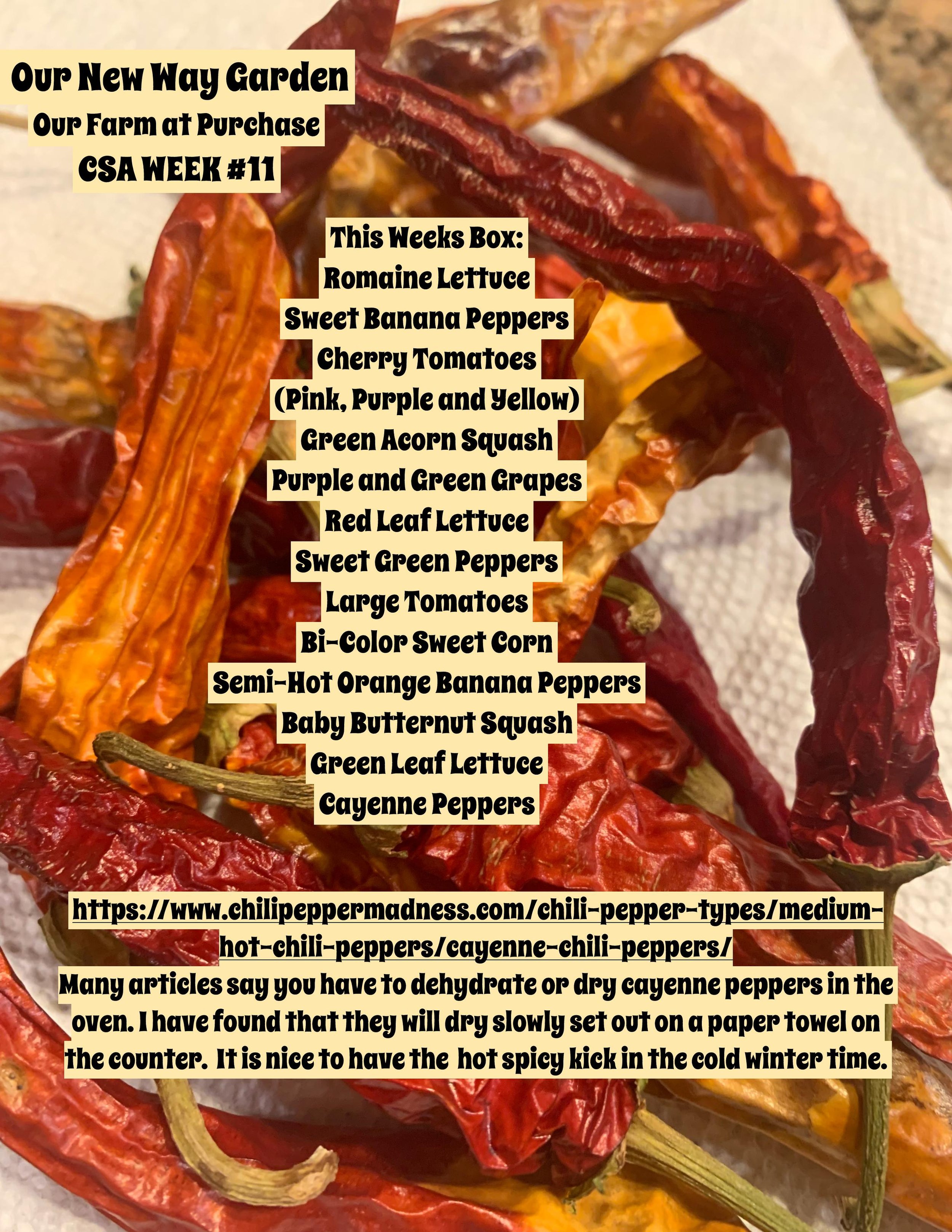 ONWG CSAPDF week11-page-001.jpg