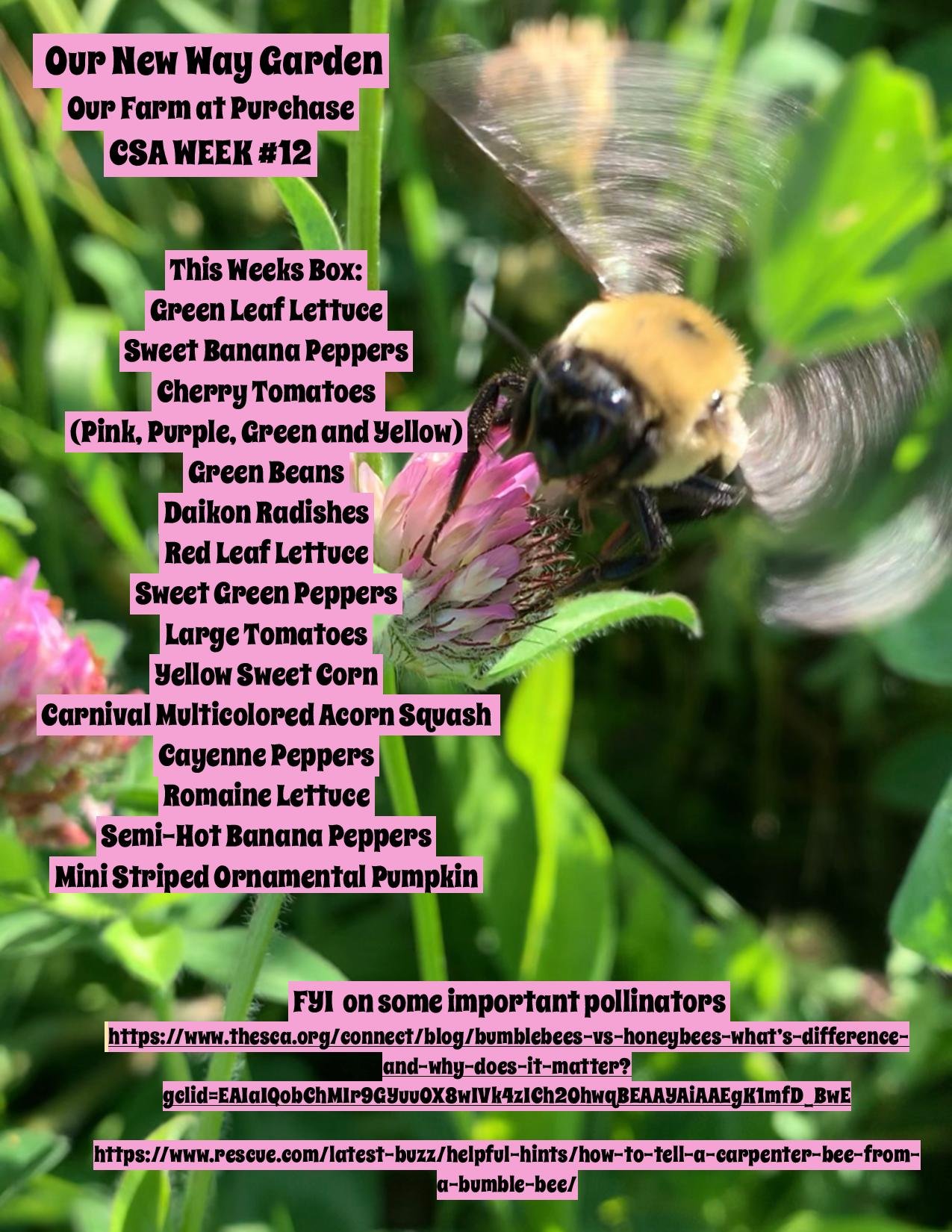 ONWG CSAPDF week12-page-001.jpg