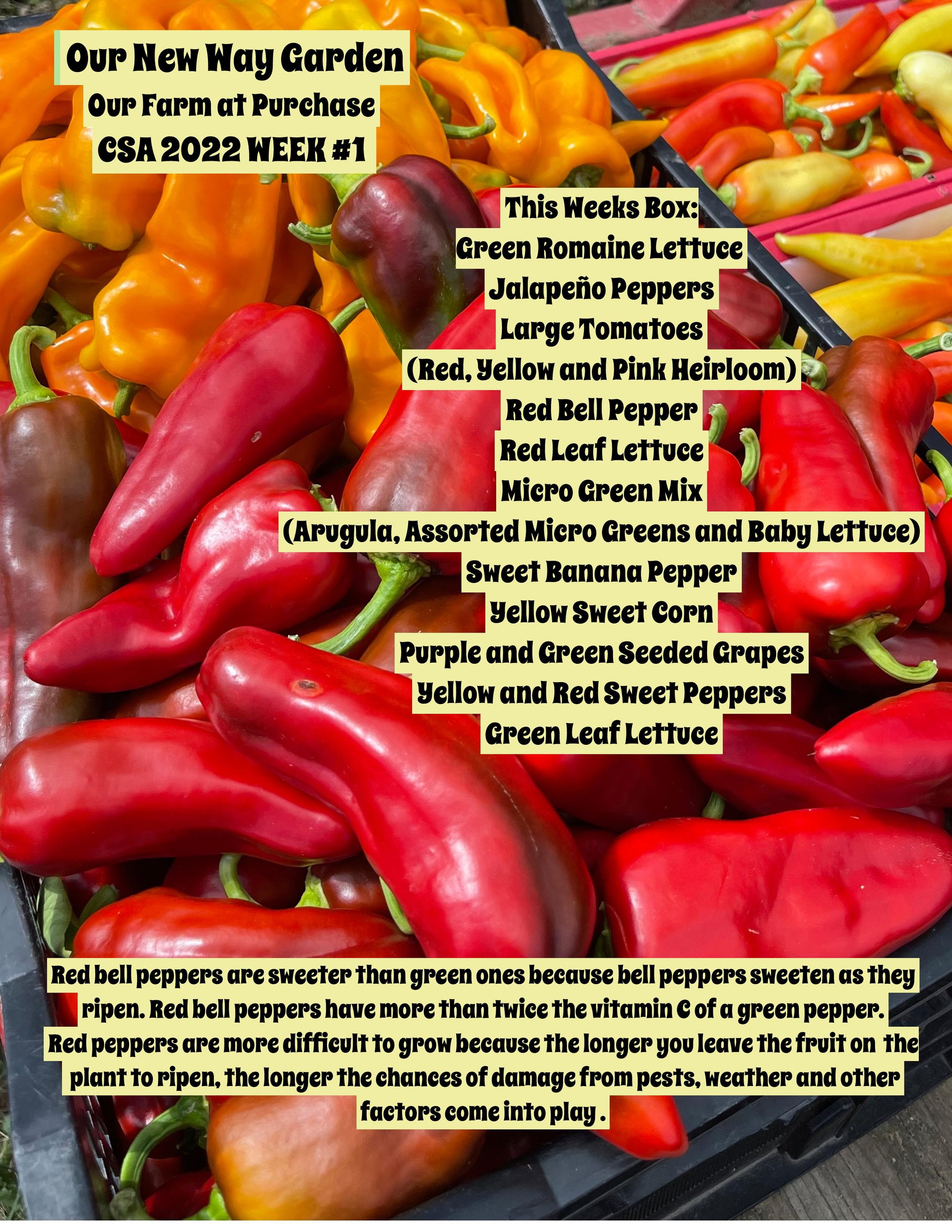 CSA Week10 PDF-page-001.jpg