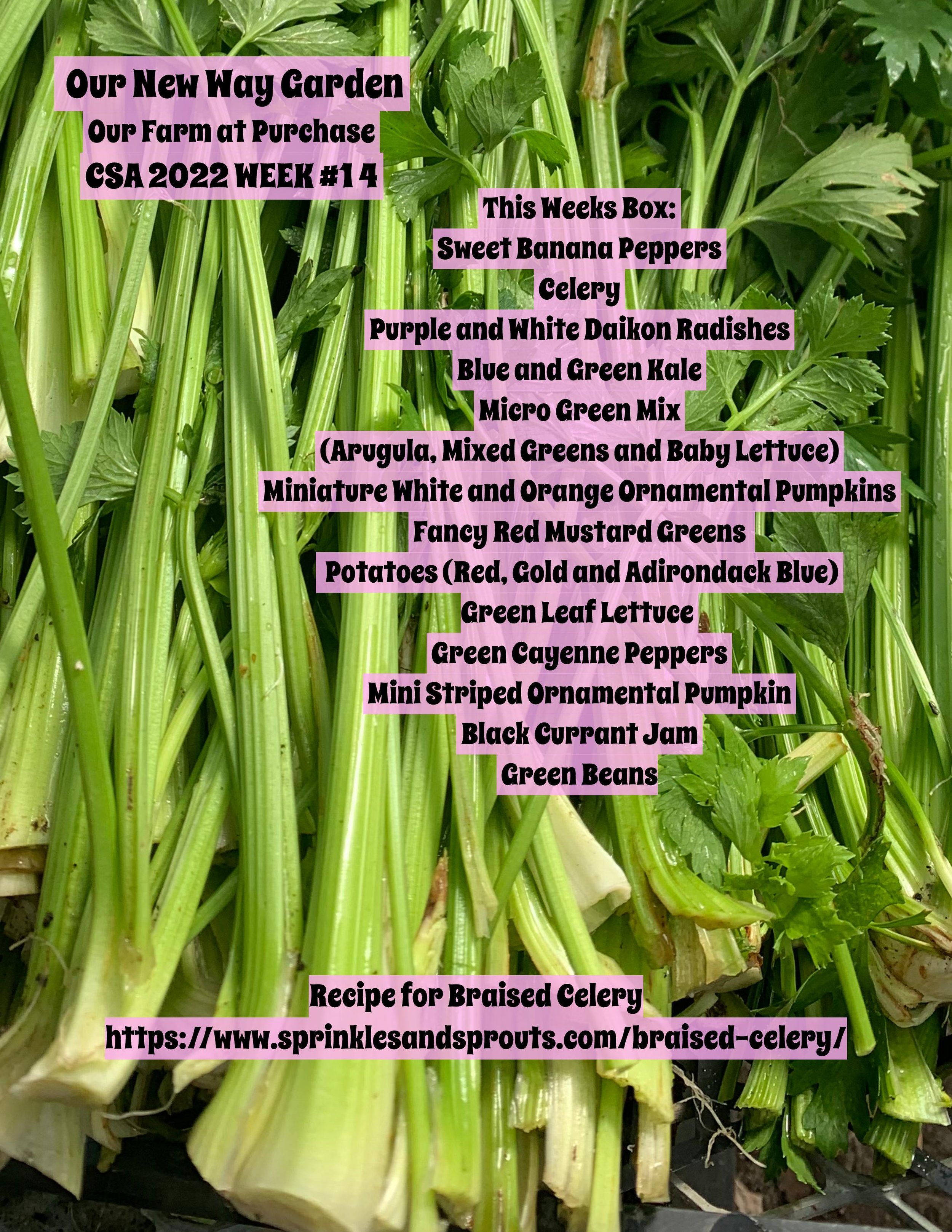 CSA PDF 2022 week 14-page-001.jpg