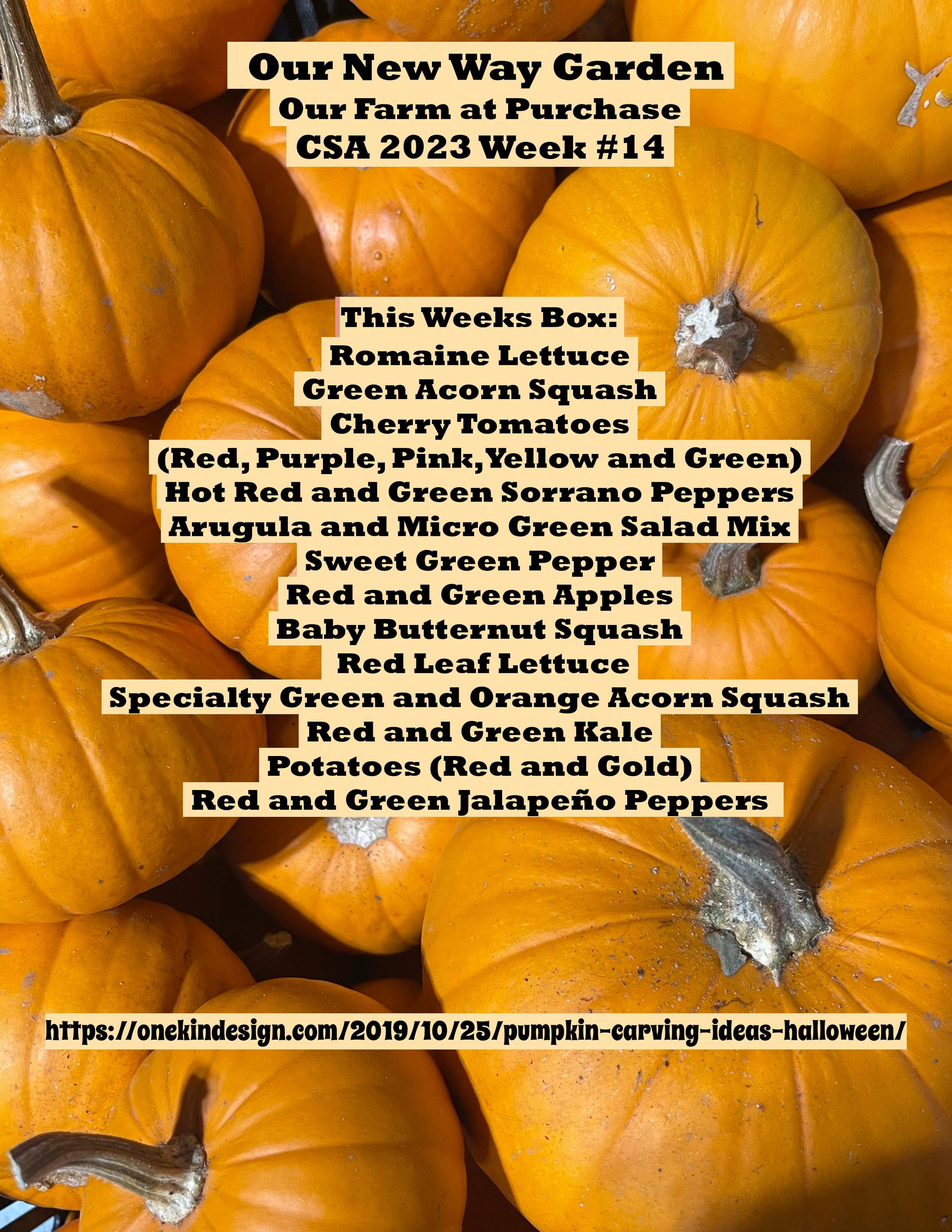 ONWG CSA PDF week 14-page-001.jpg