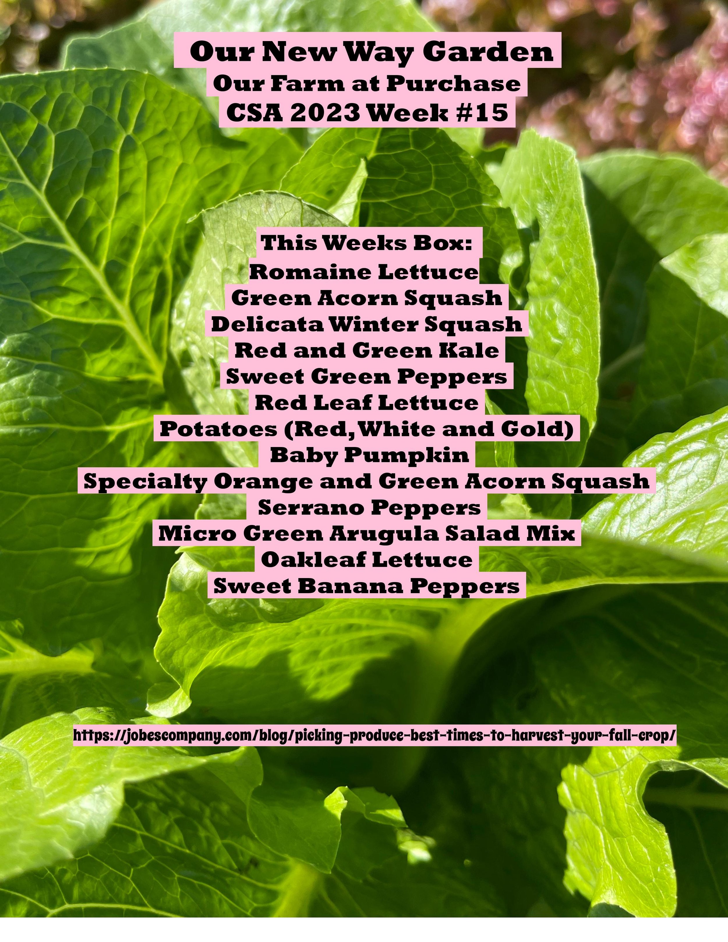 ONWG CSA PDF week 15-page-001.jpg