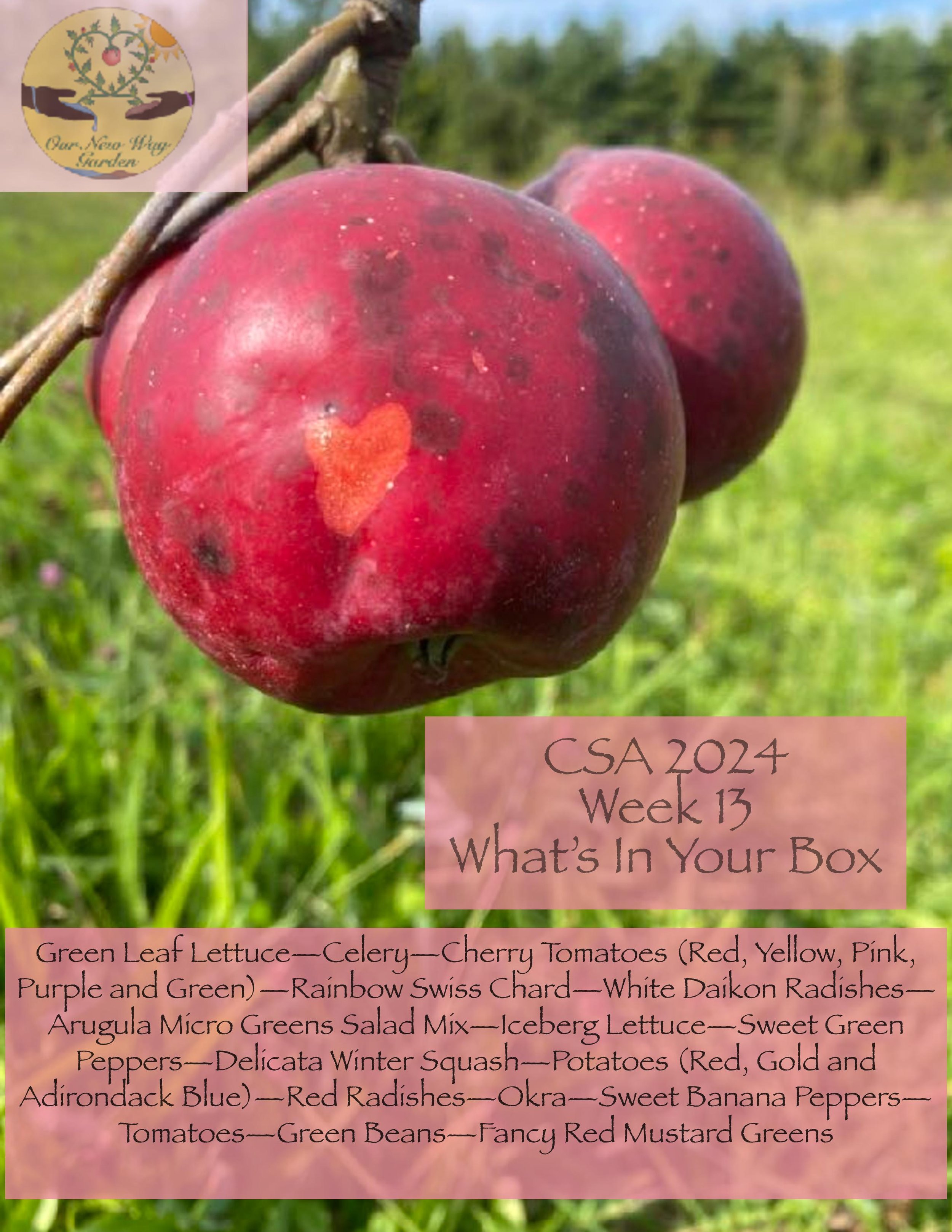 ONWG CSA 2024 Week 13-page-001.jpg