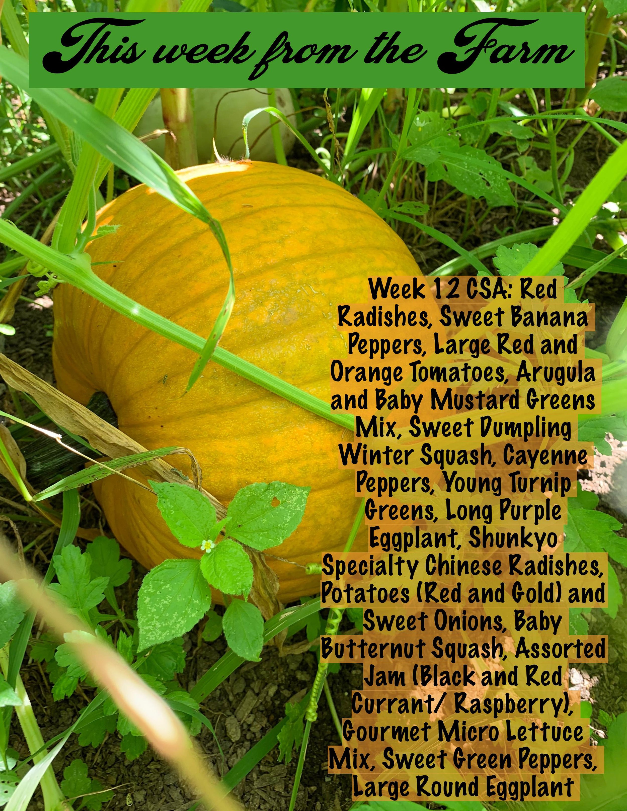 CSA PDF week 12-page-001.jpg