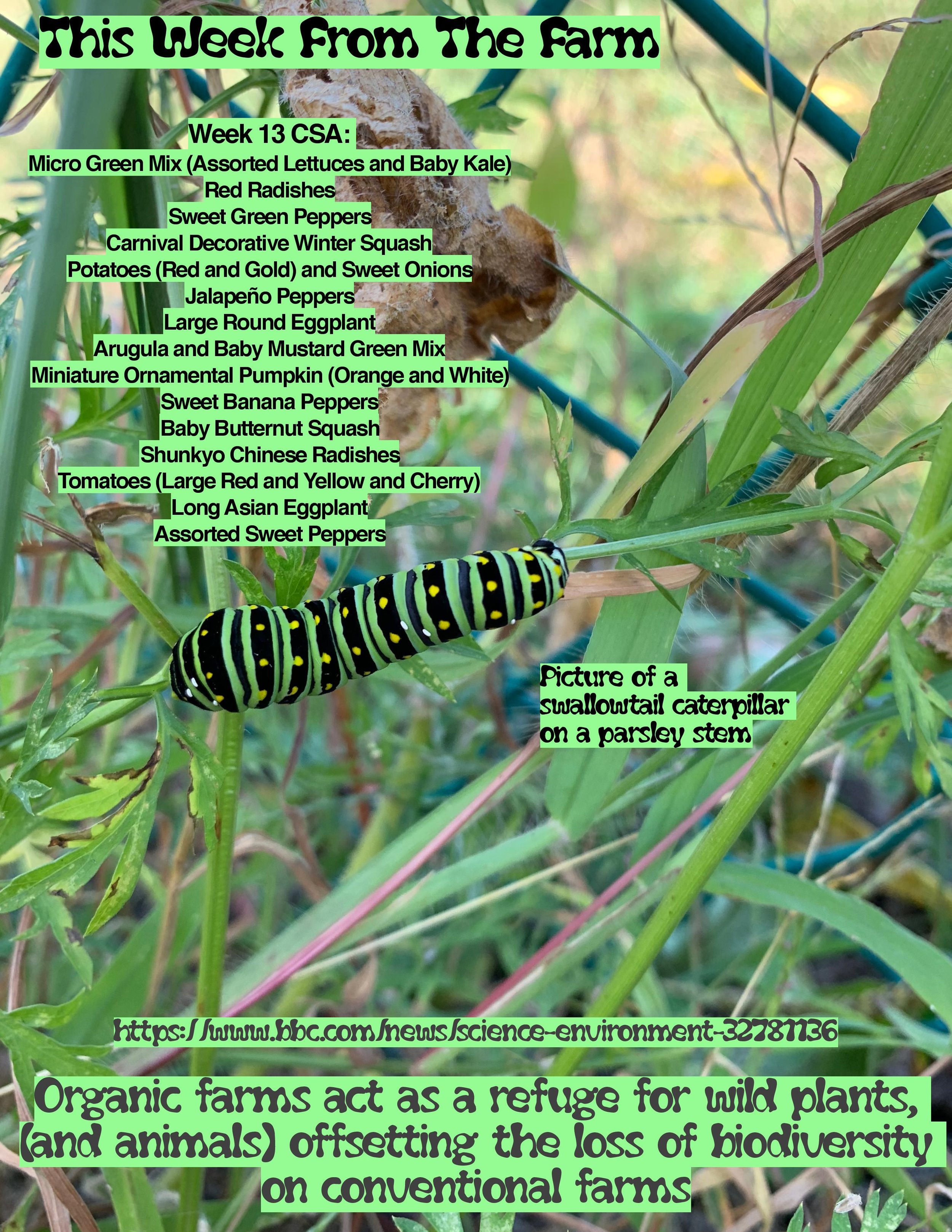 CSA PDF week13-page-001.jpg