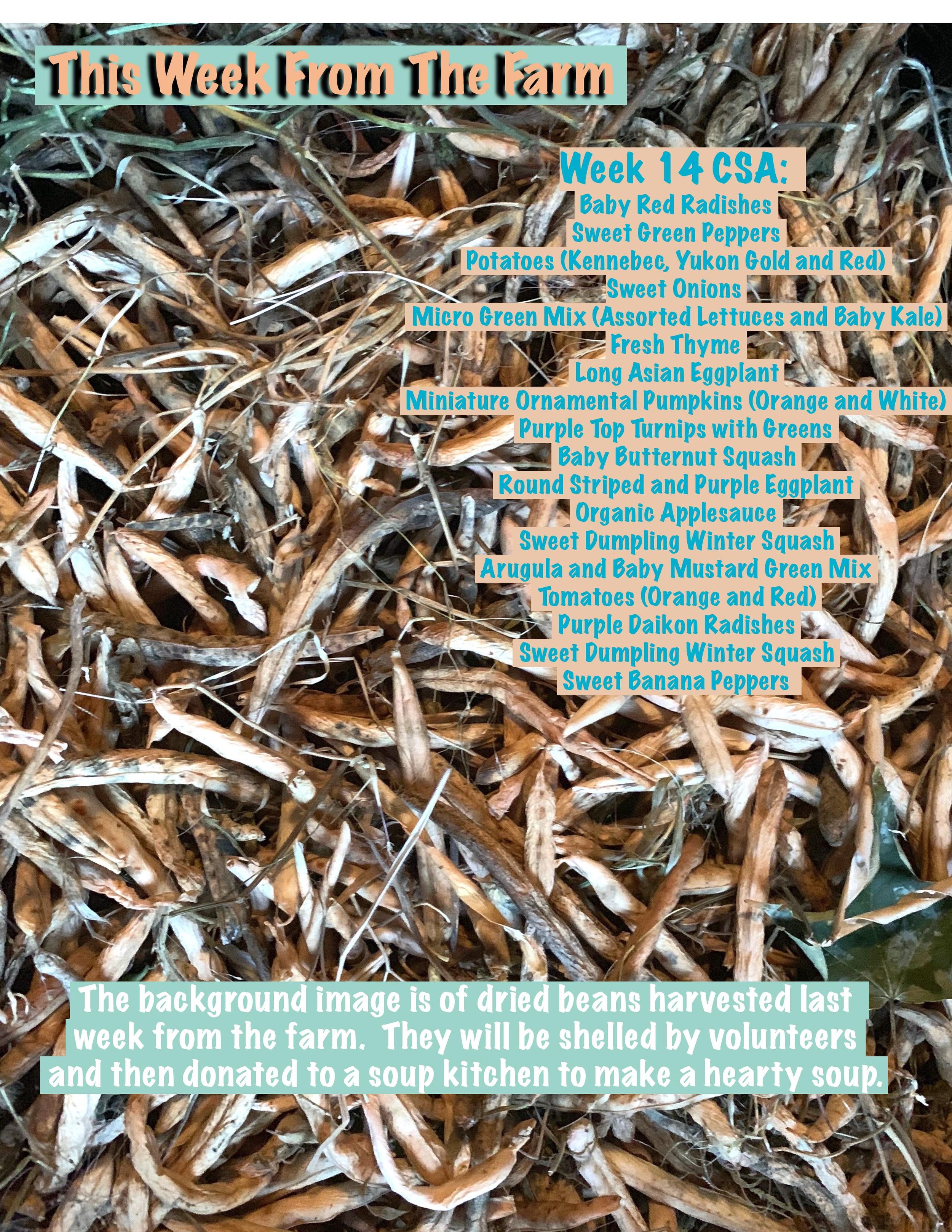 csapdf week 14-page-001.jpg