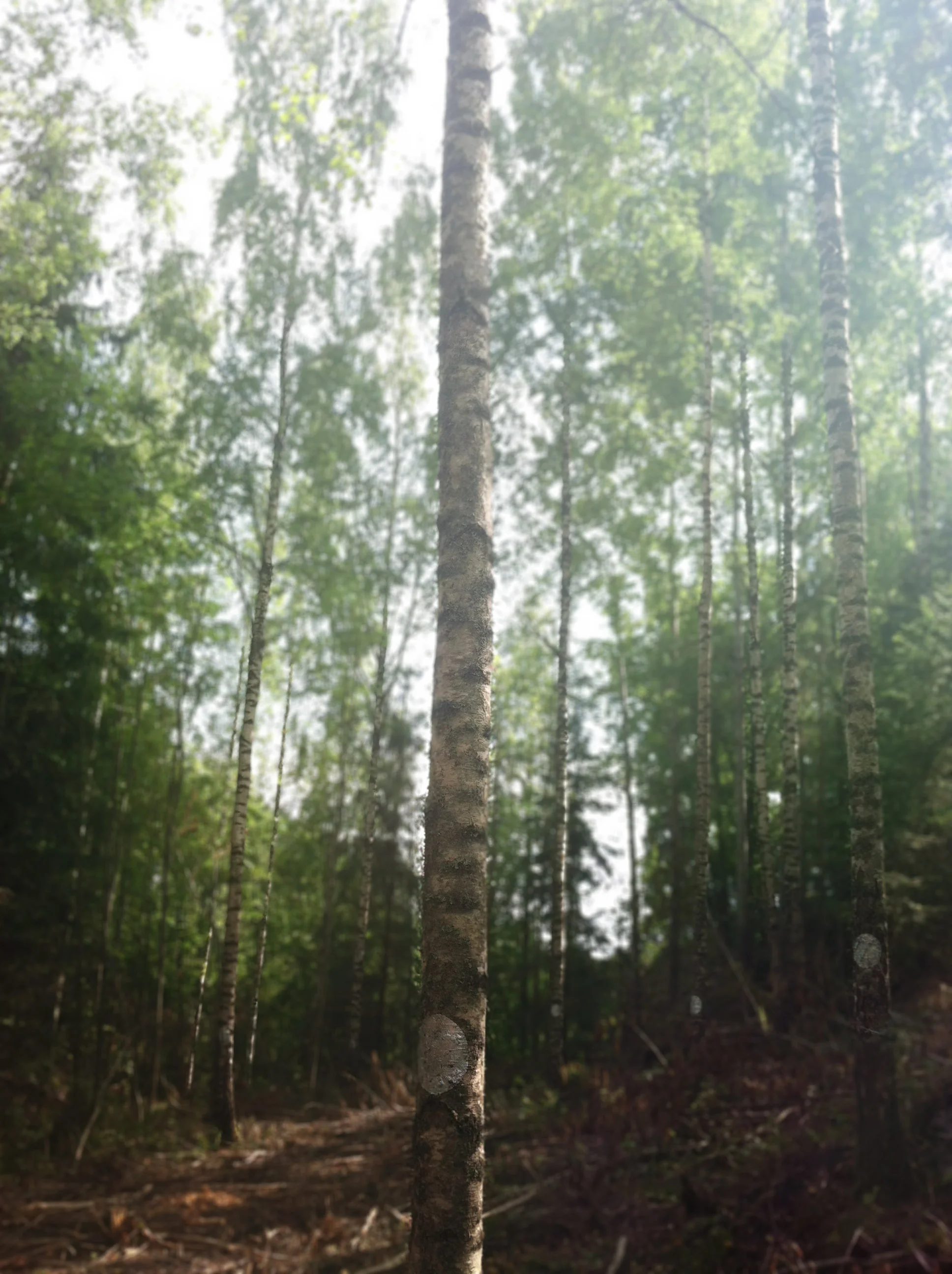 the sentinels