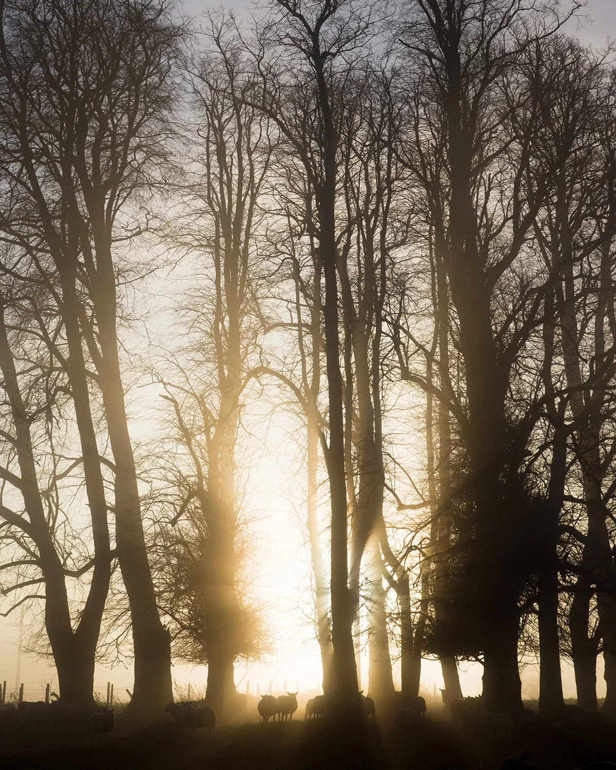 RURAL | Explore and Inspire - Discover Rural Art — Sean Tucker.