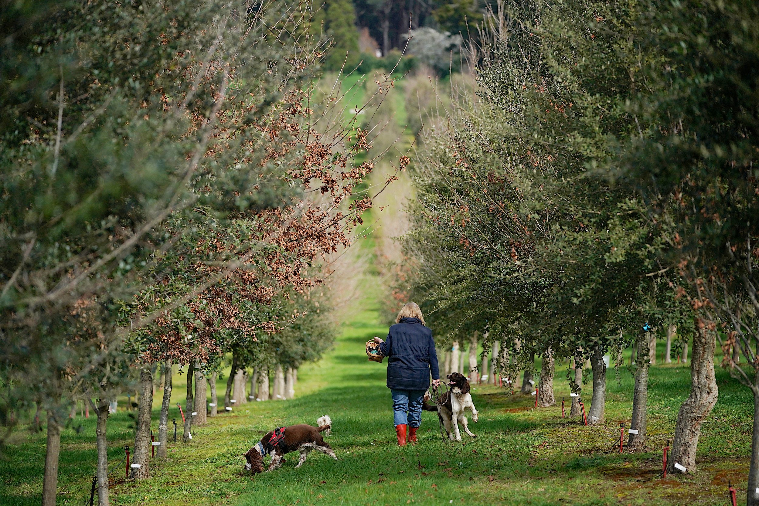 RED HILL TRUFFLES 36.jpg