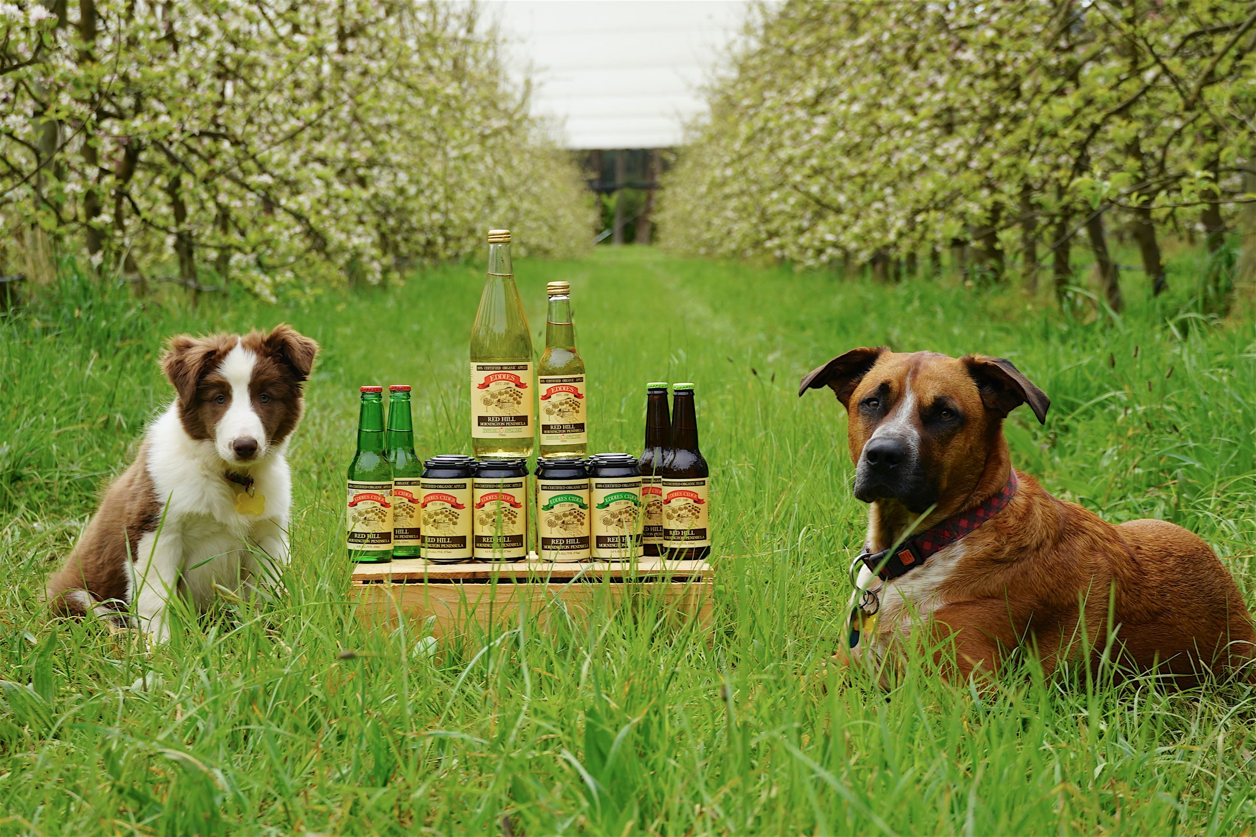 EDDIES_ORGANIC_CIDER 38.jpg