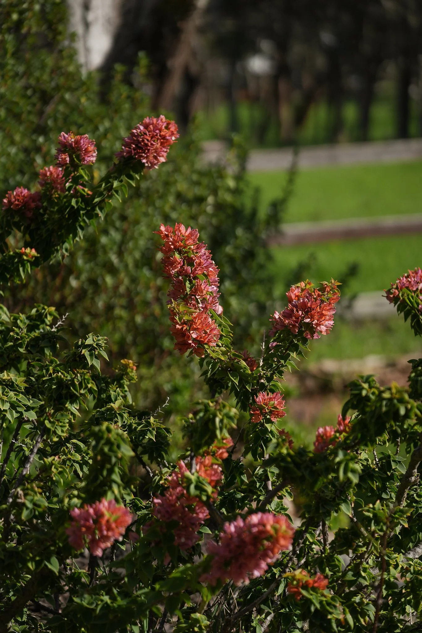 garden-09.jpg