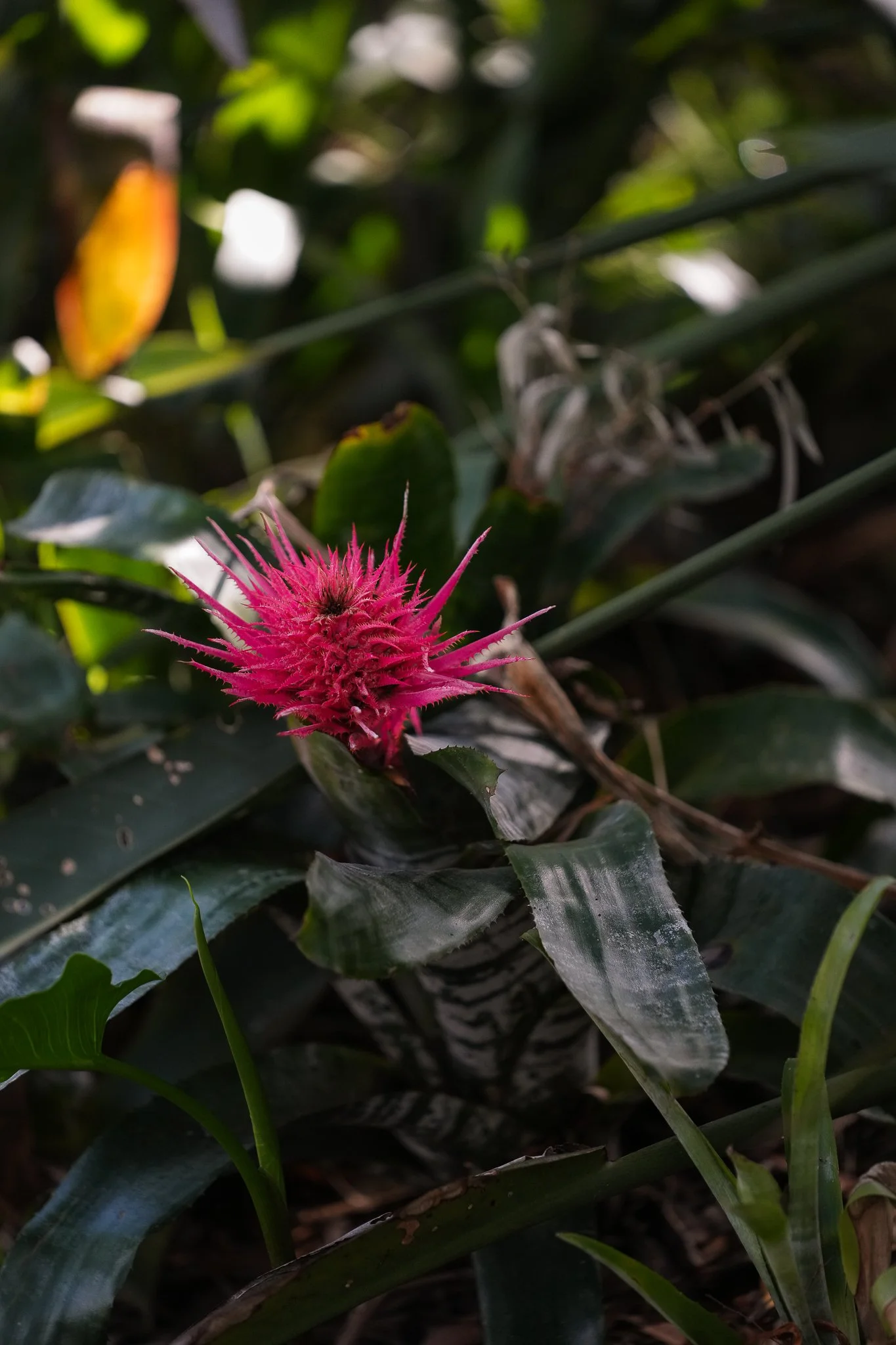 garden-10.jpg