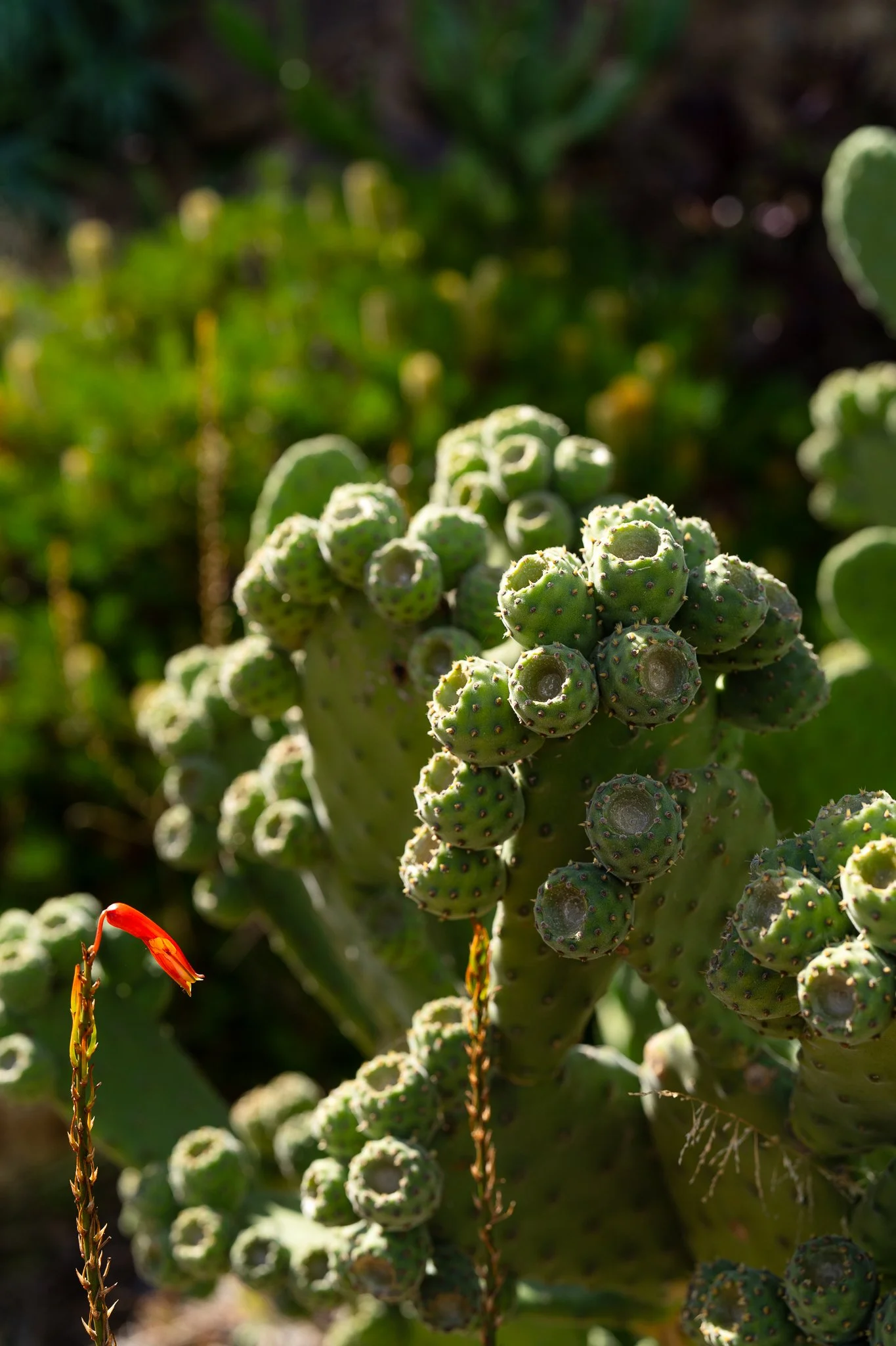 garden-15.jpg