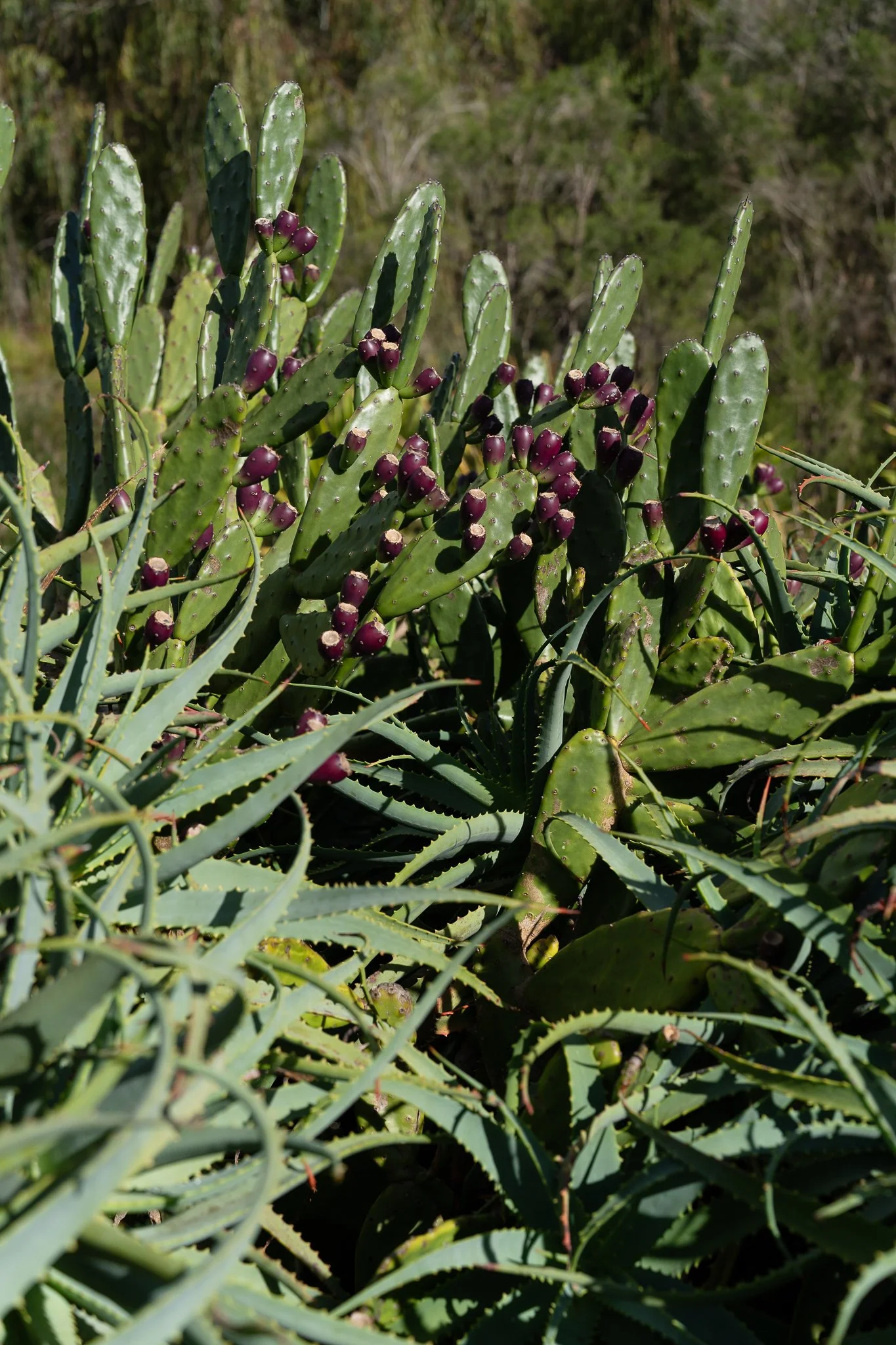 garden-16.jpg