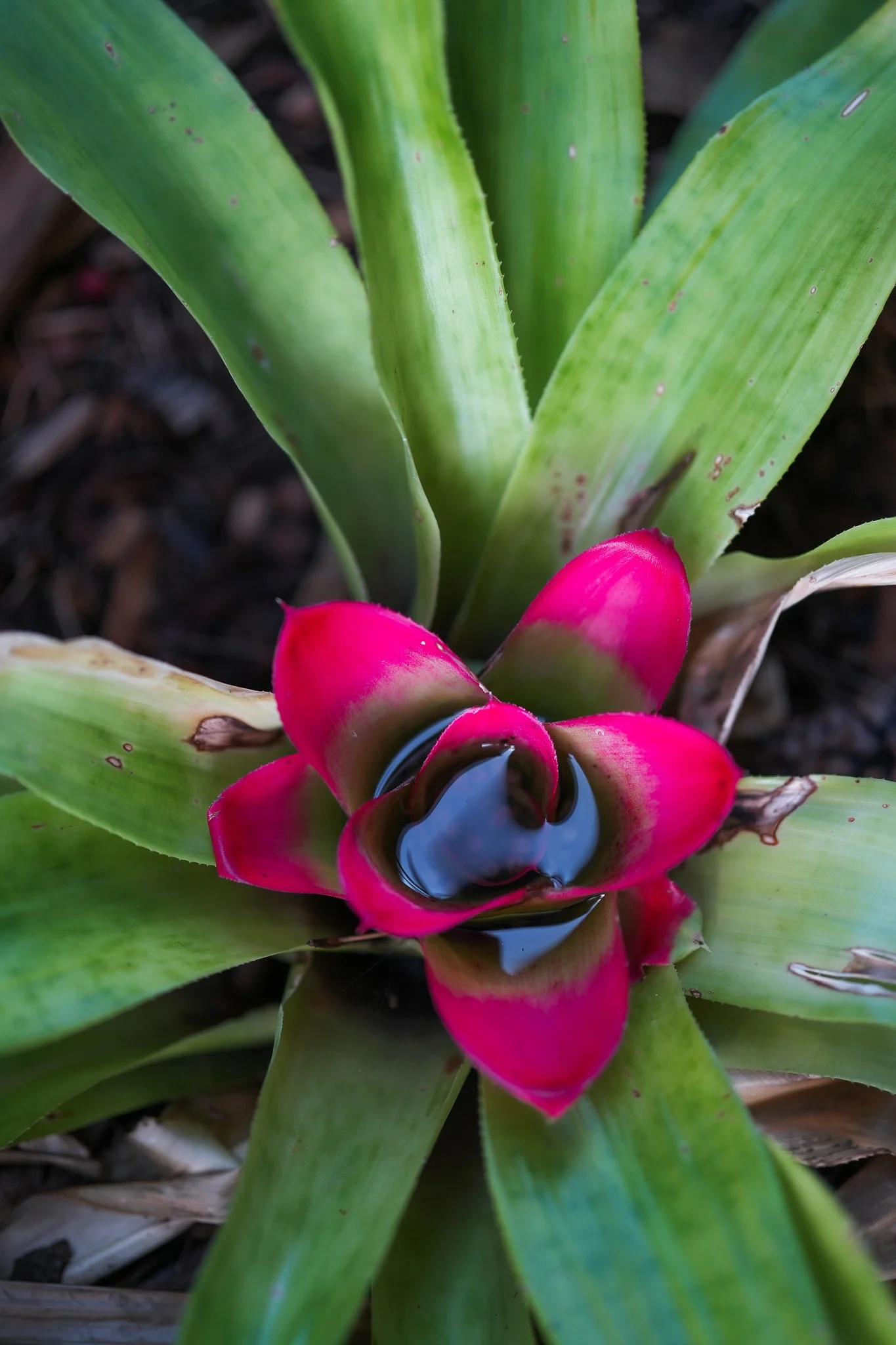 garden-21.jpg