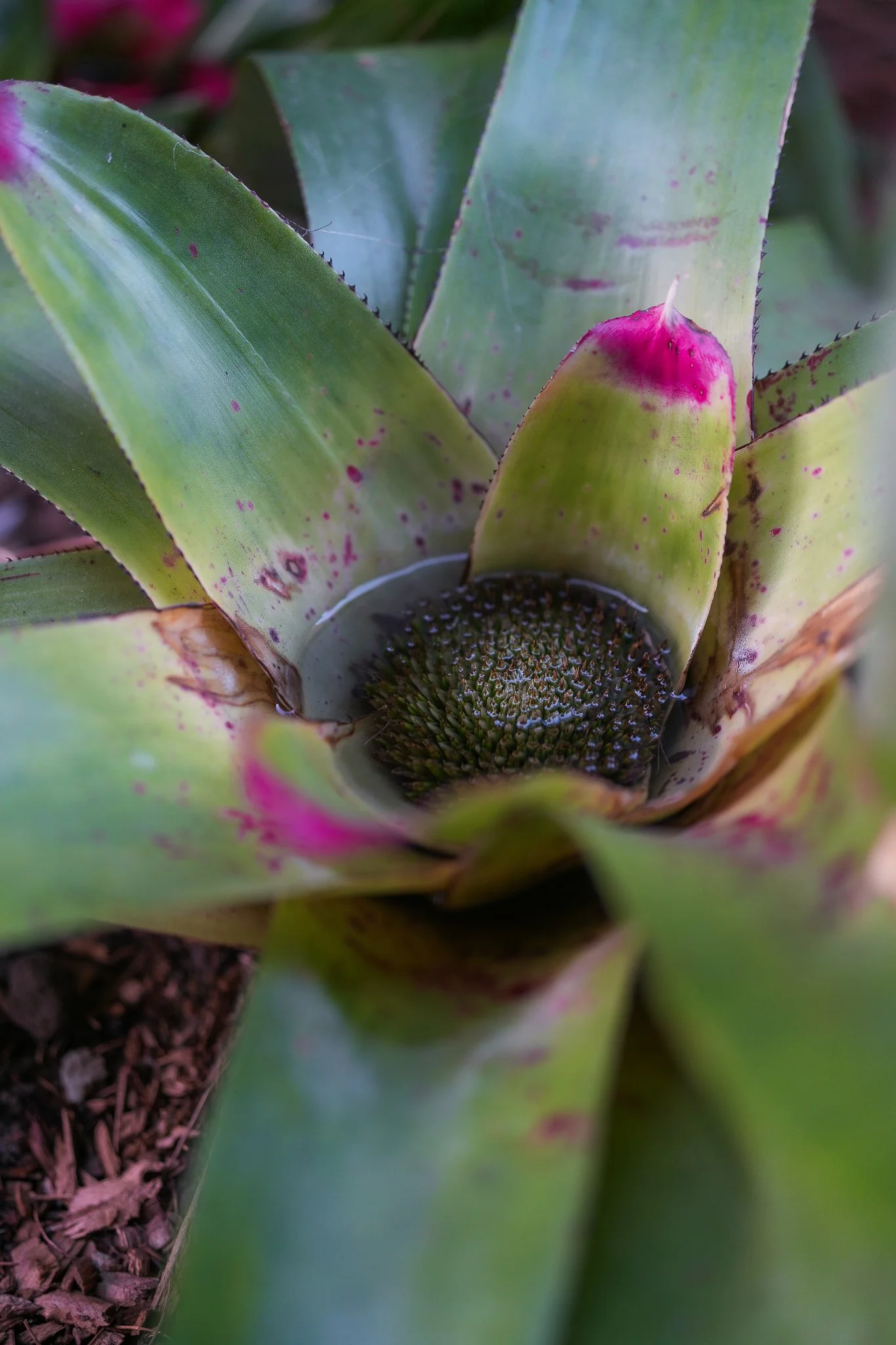 garden-22.jpg