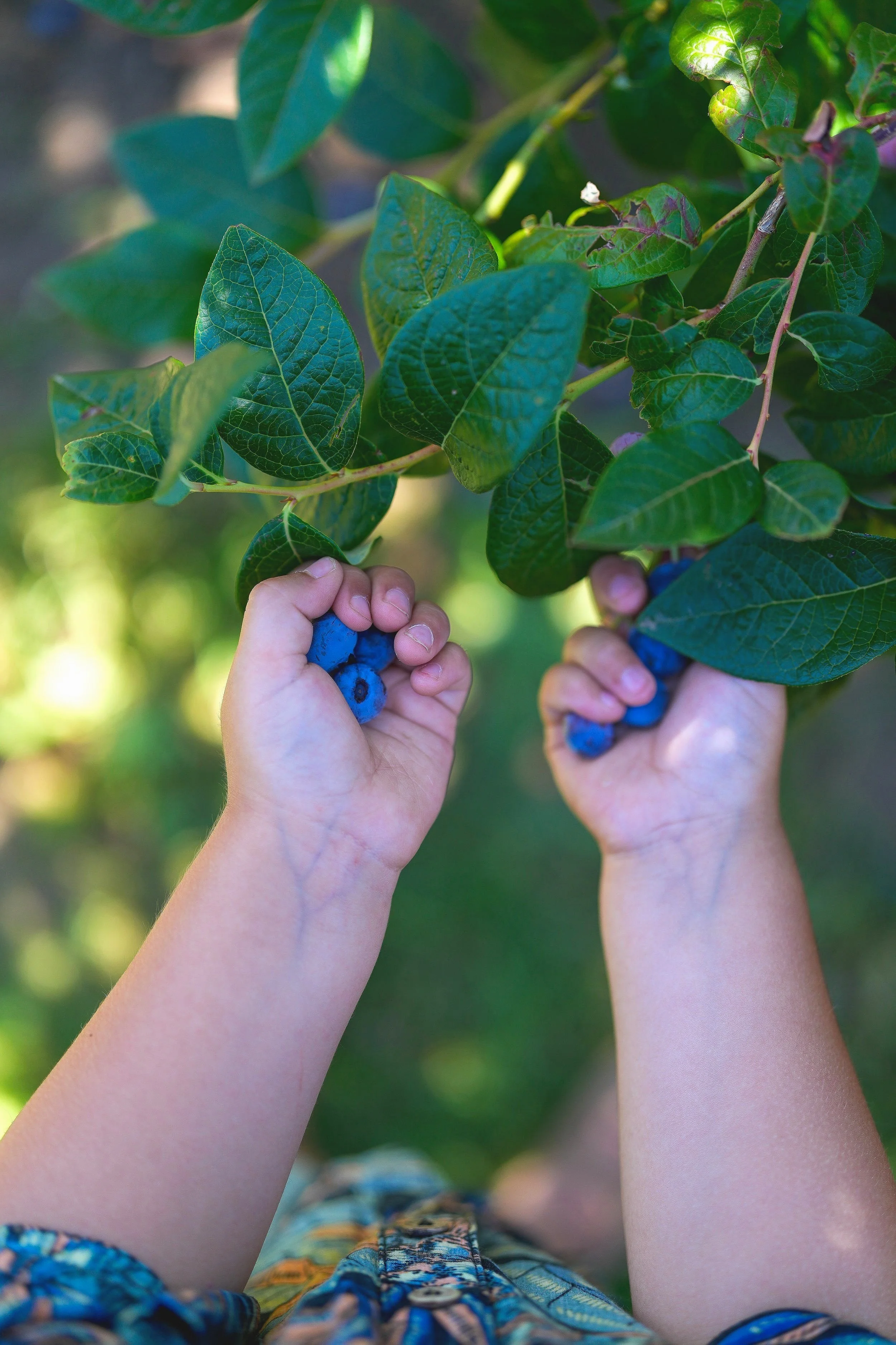 ROCKYCREEKSTRAWBDEC-101.jpg