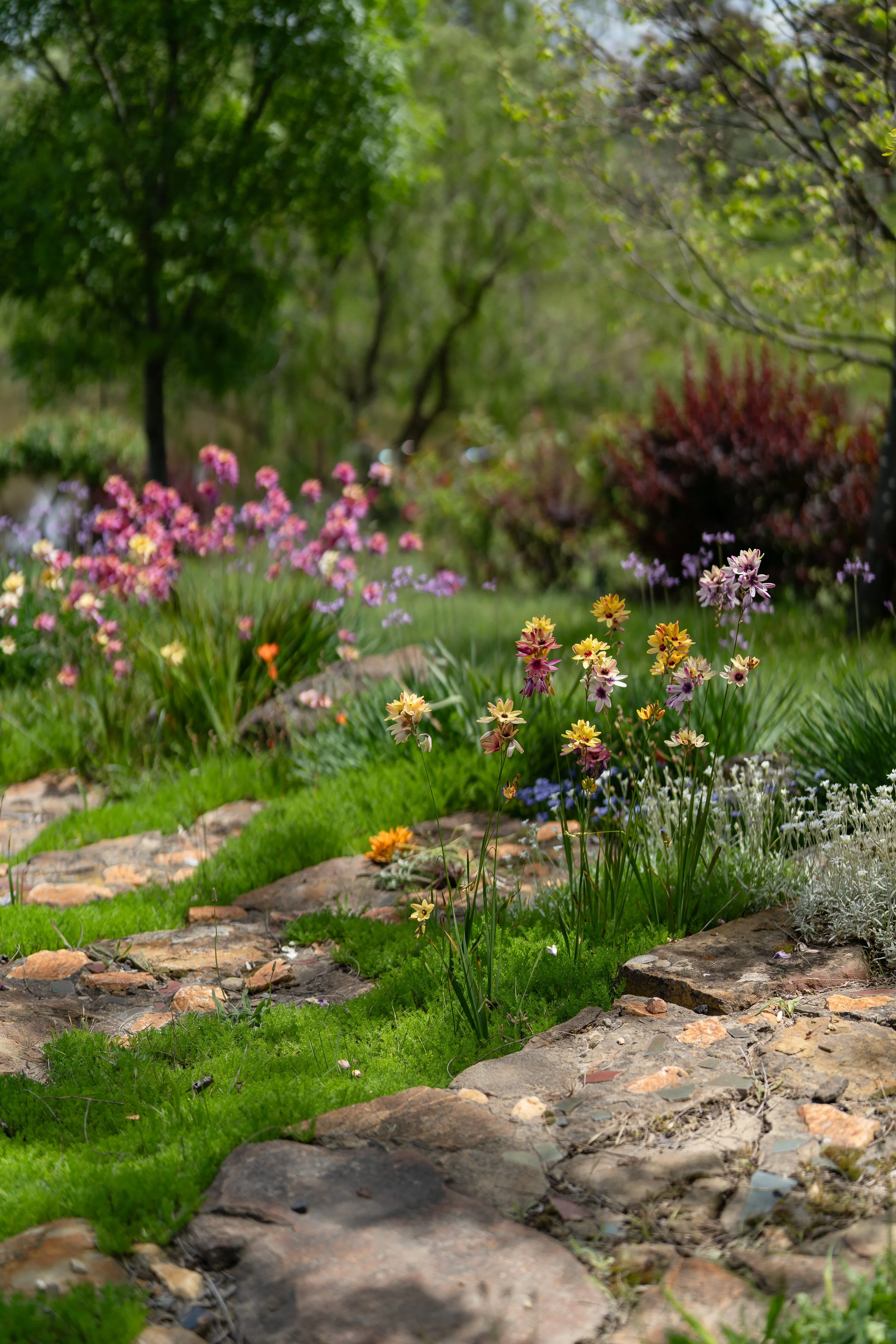LITHIA_byAmberGardener-223.jpg