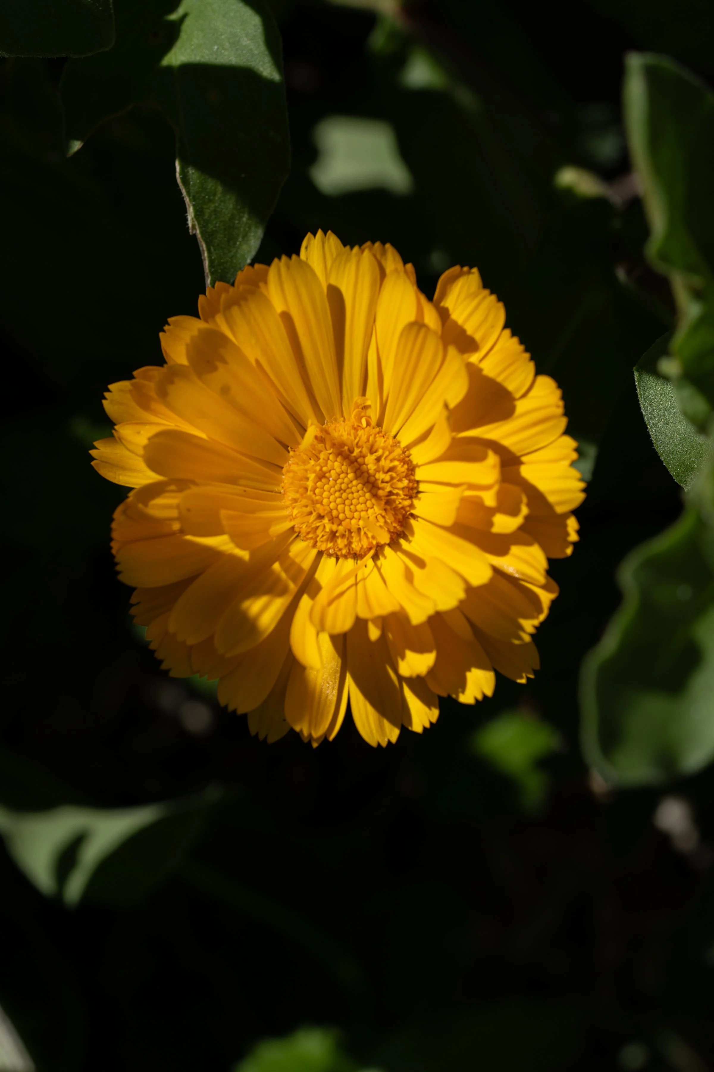 AOR_Oct_byAmberGardener-063.jpg