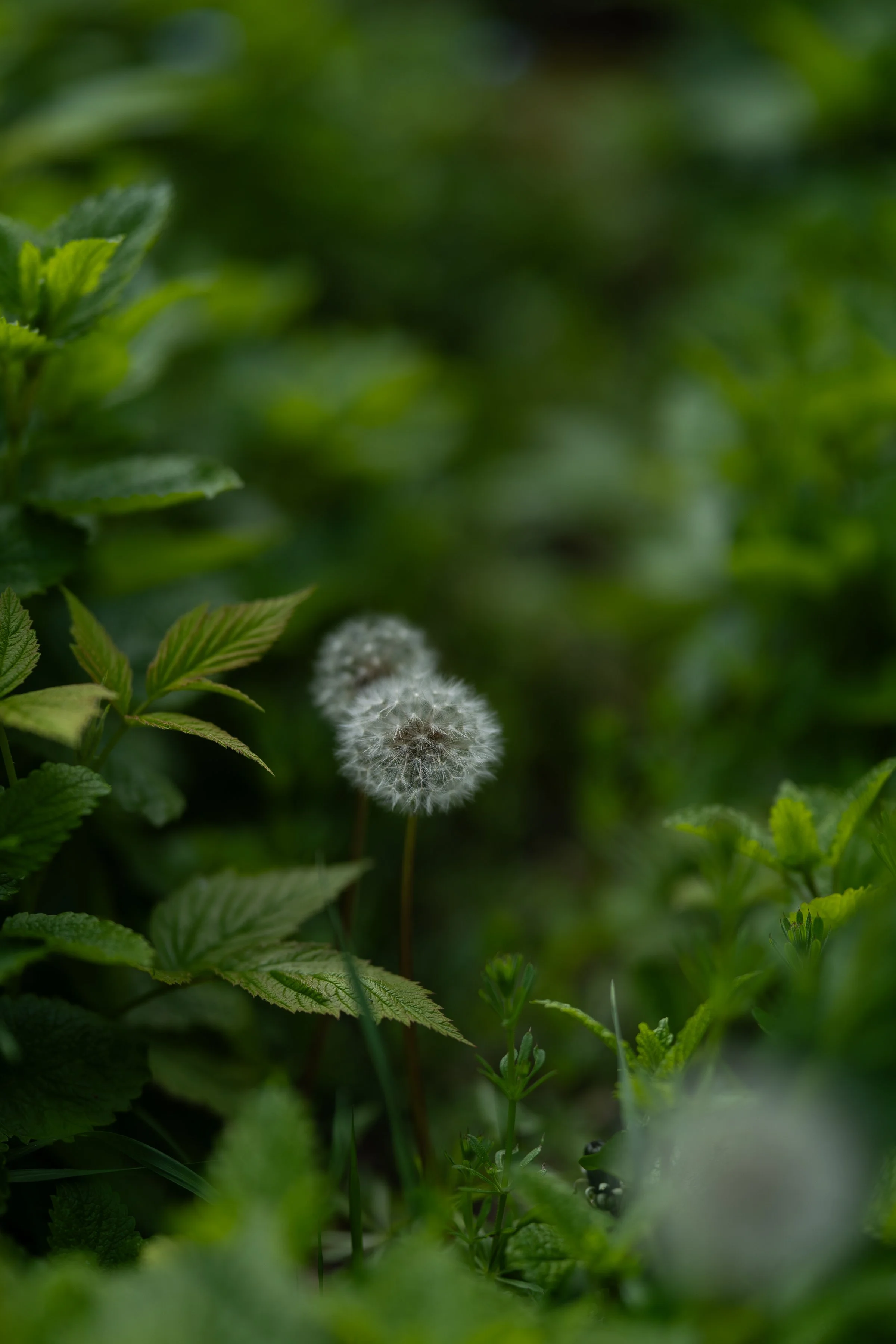 AOR_Oct_byAmberGardener-283.jpg