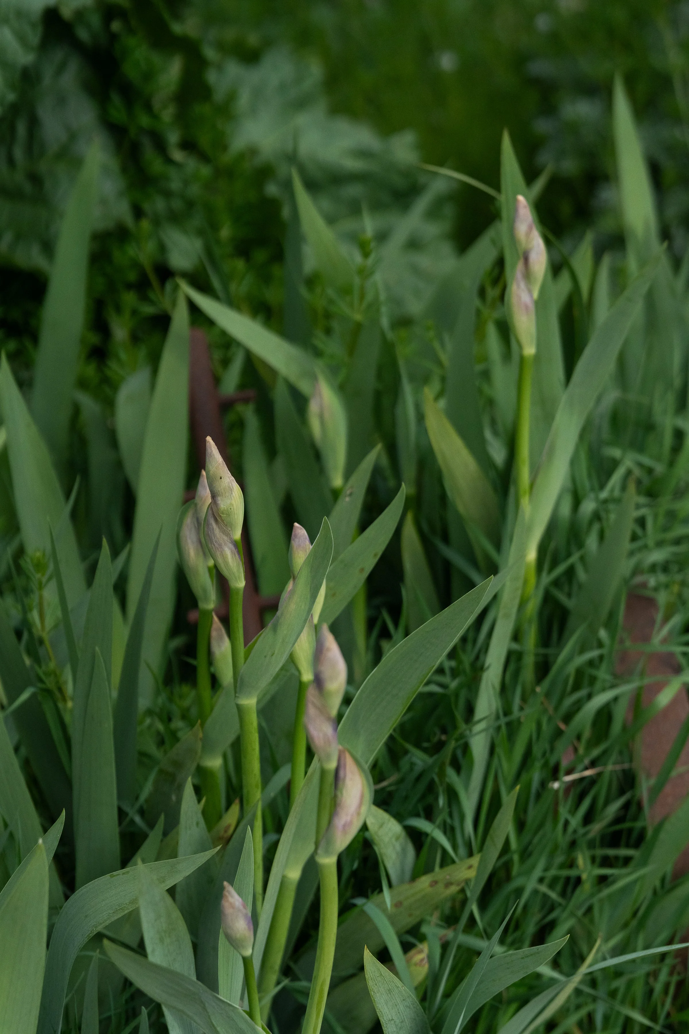 AOR_Oct_byAmberGardener-310.jpg