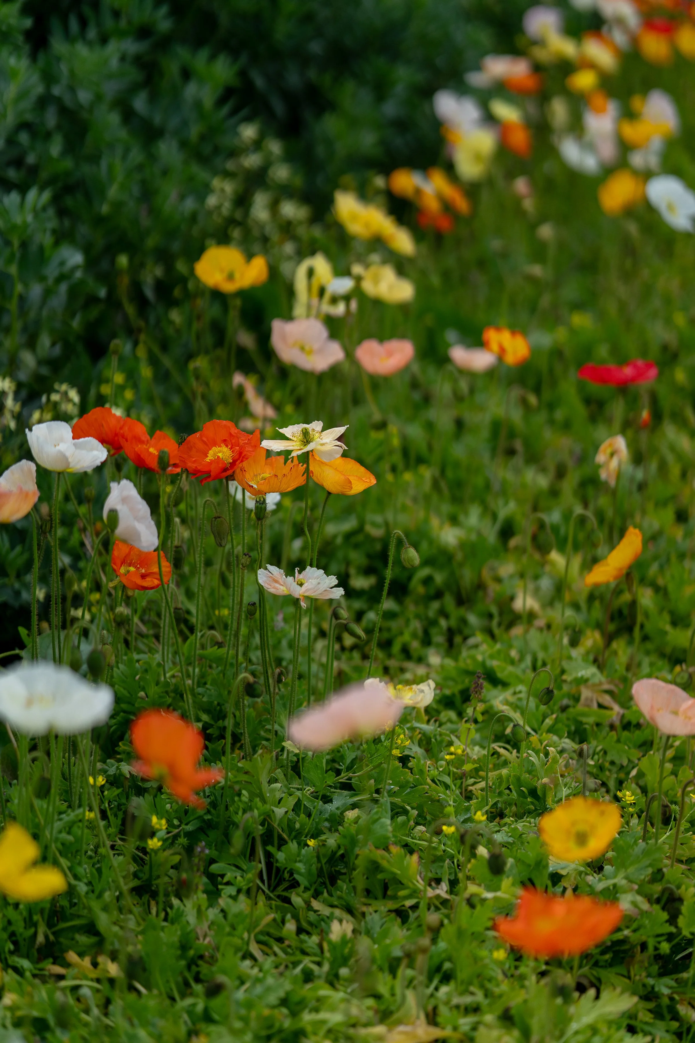 TF_Oct2025-ByAmberGardener-009.jpg
