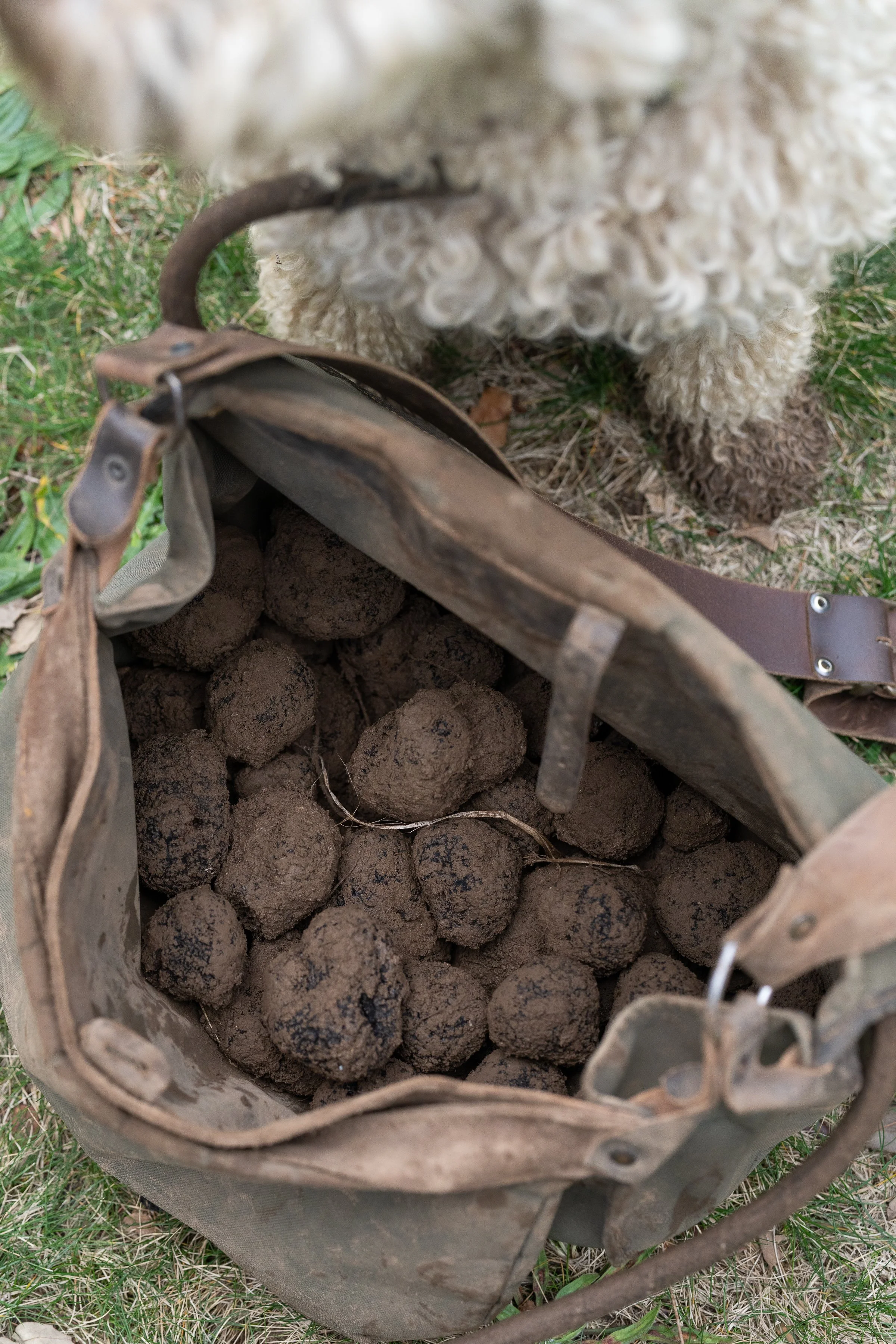 FLINDERSTRUFFLES29THJULY_AMBER-126.jpg