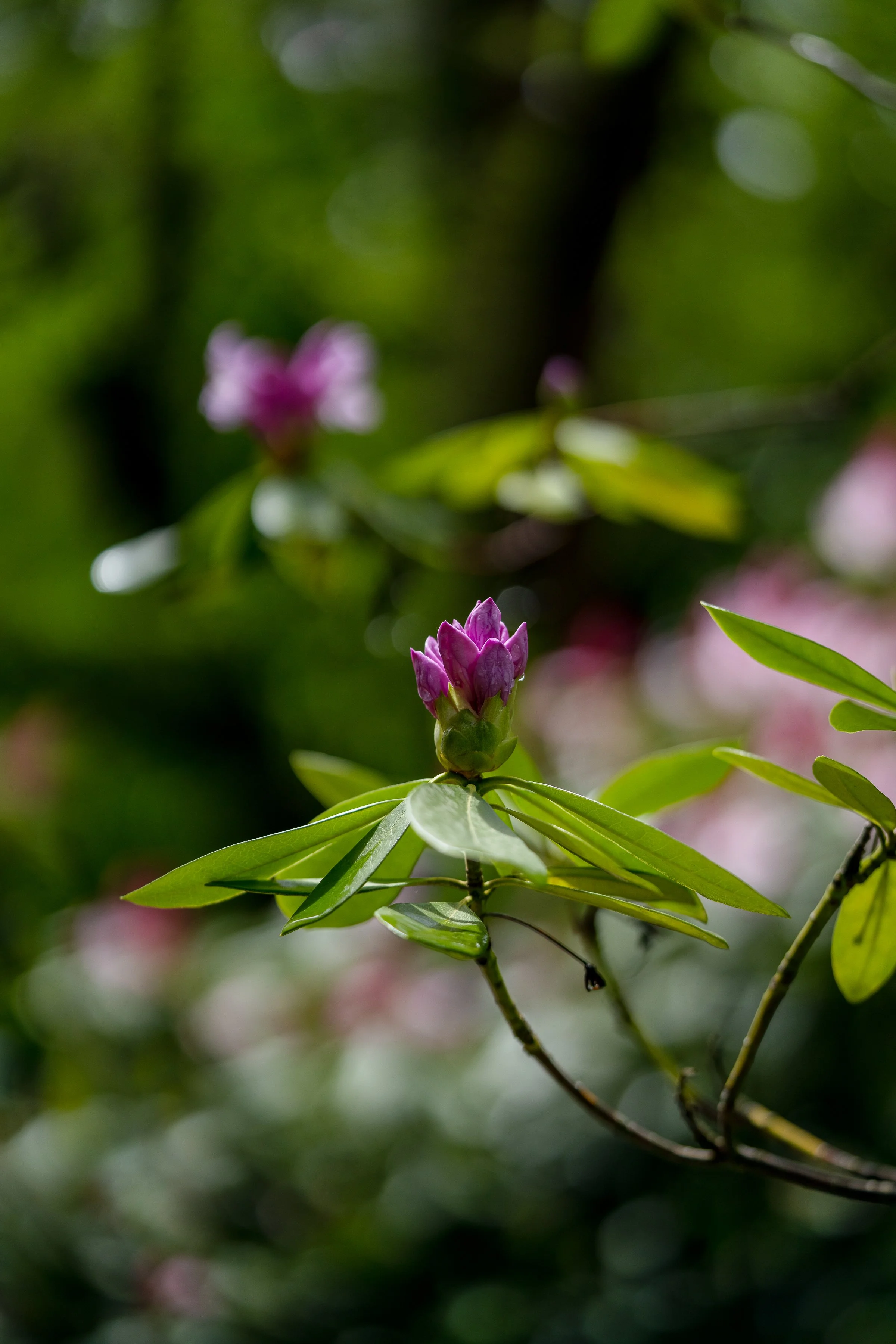 WOMBATPARKOPEN_byAmberGardener-152.jpg
