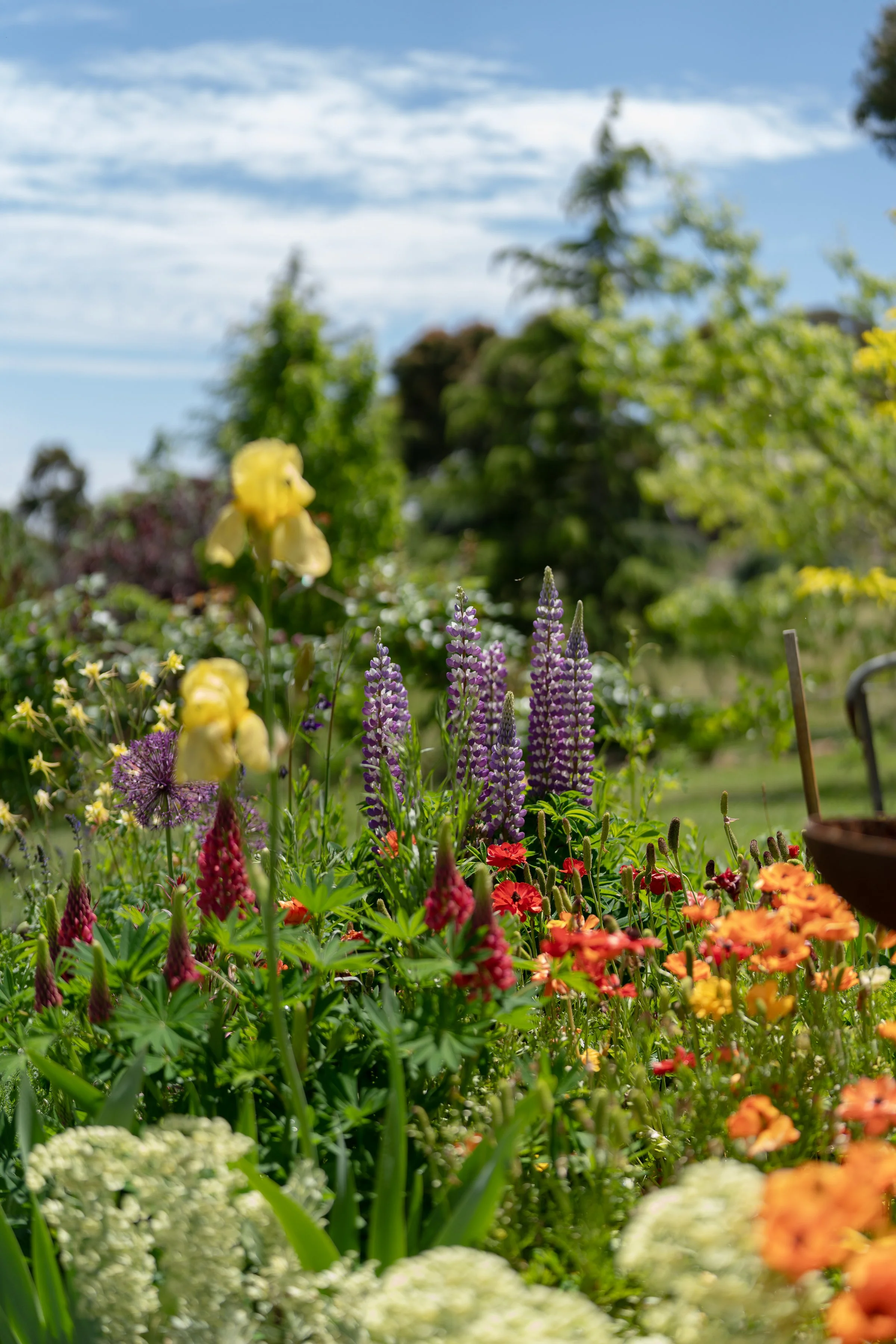 LITHIA_byAmberGardener-192.jpg