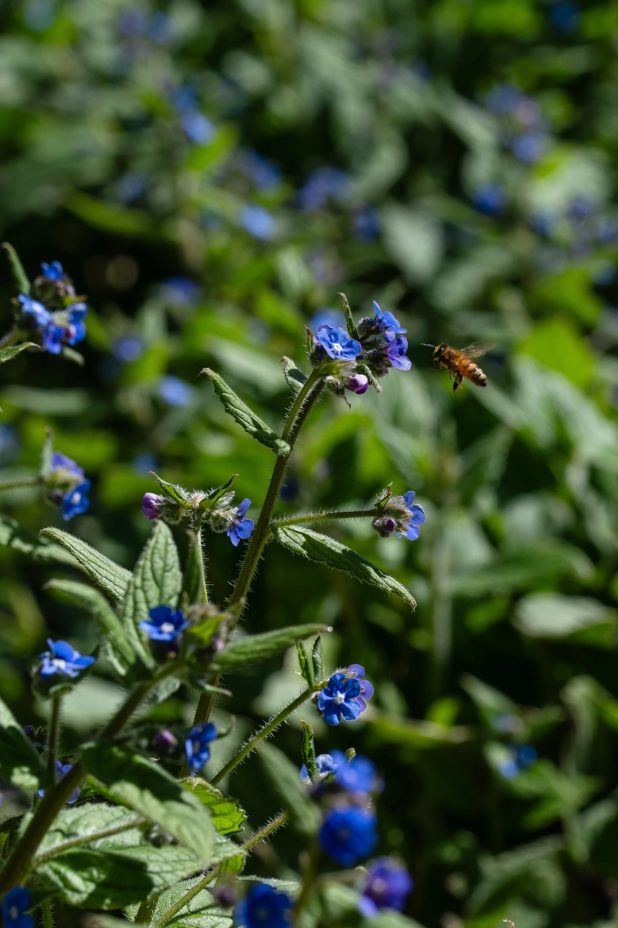 AOR_Oct_byAmberGardener-055.jpg