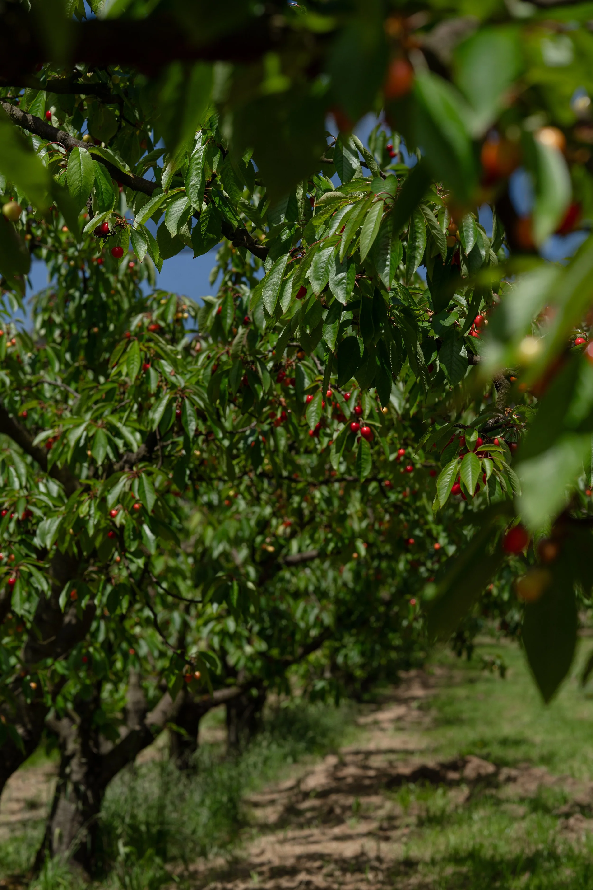 RipenReady_byAmberGardener-030.jpg