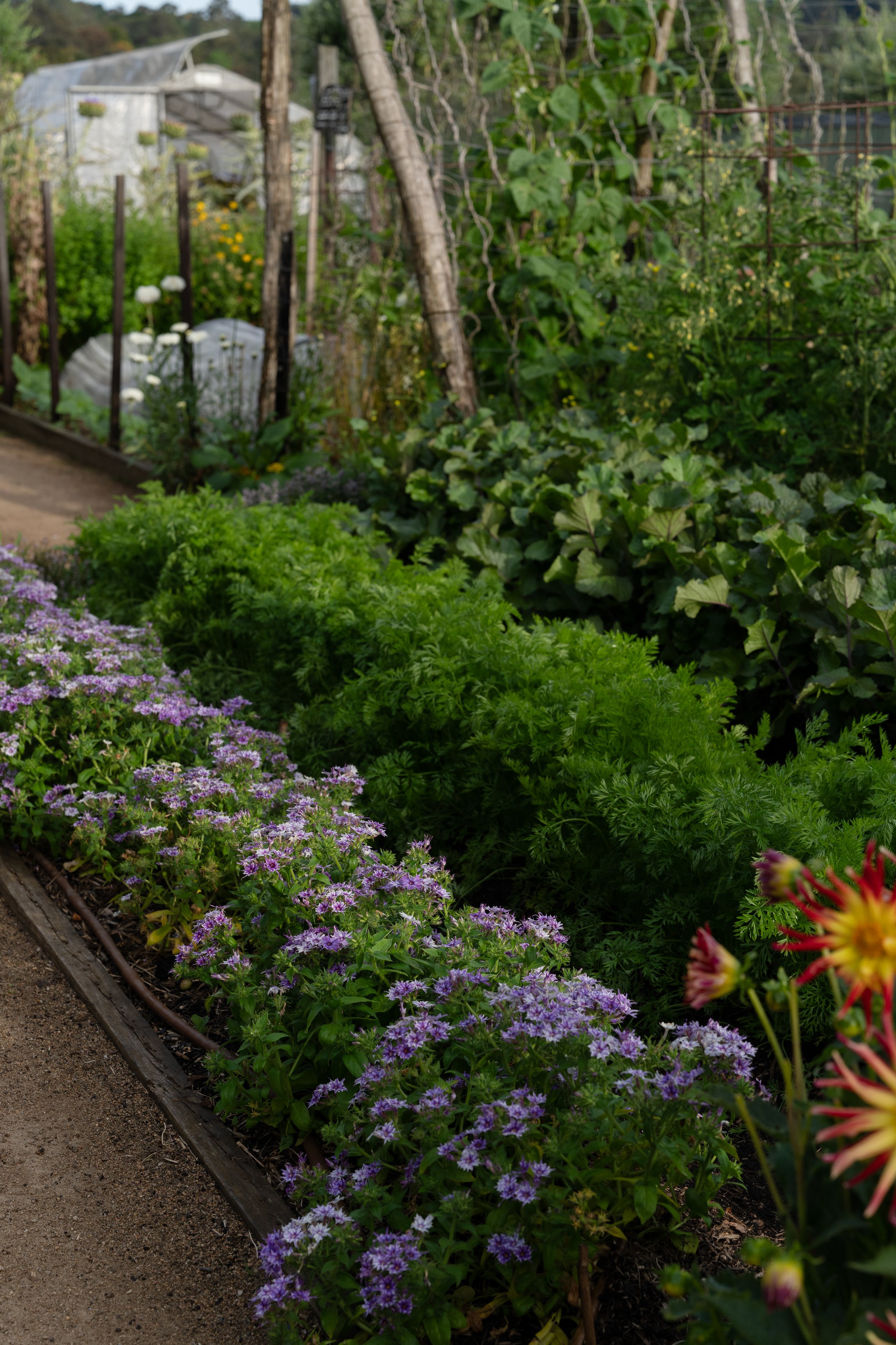 ©AmberGardener_KITCHENGARDEN-014.jpg