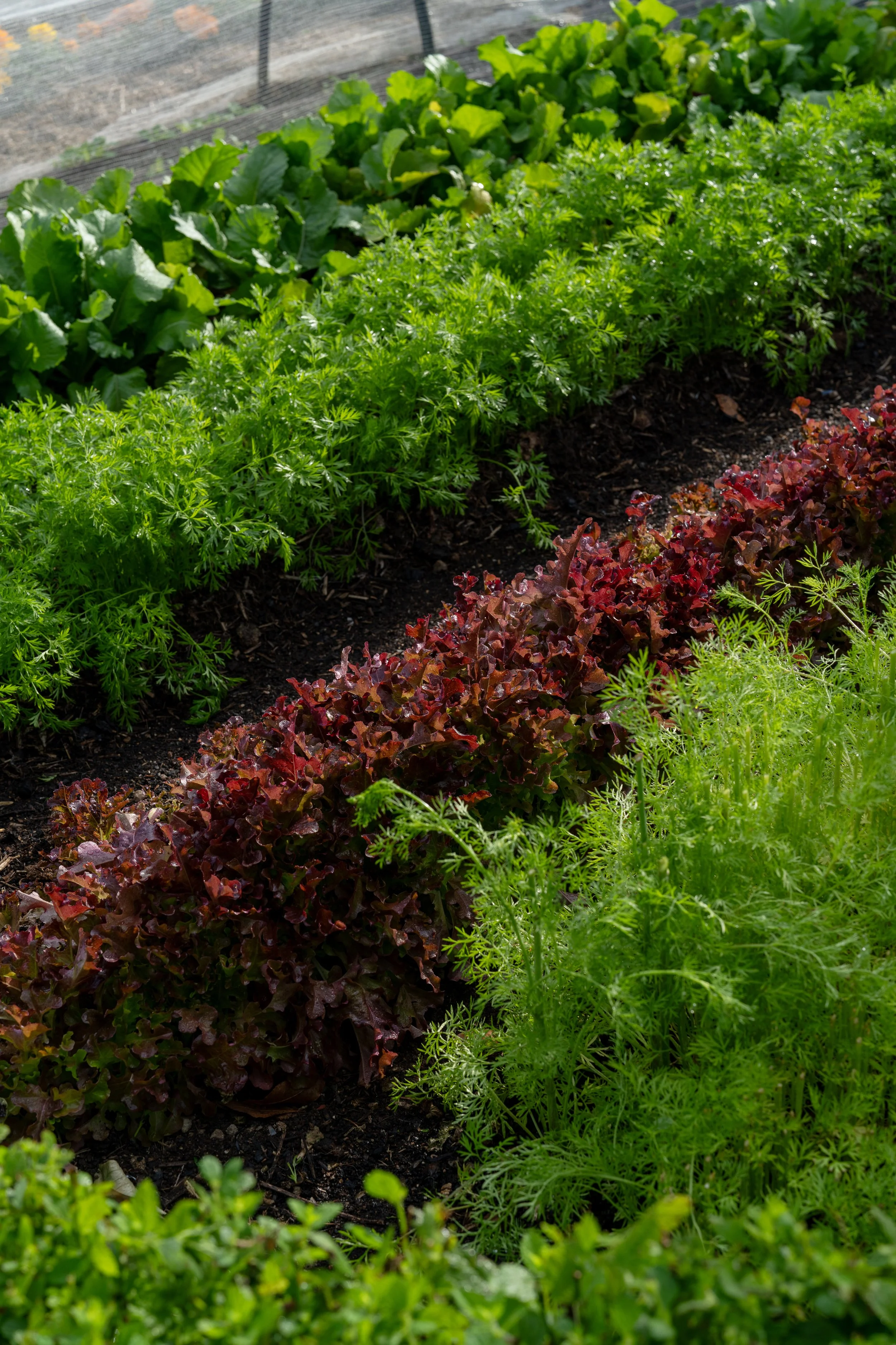 ©AmberGardener_KITCHENGARDEN-024.jpg