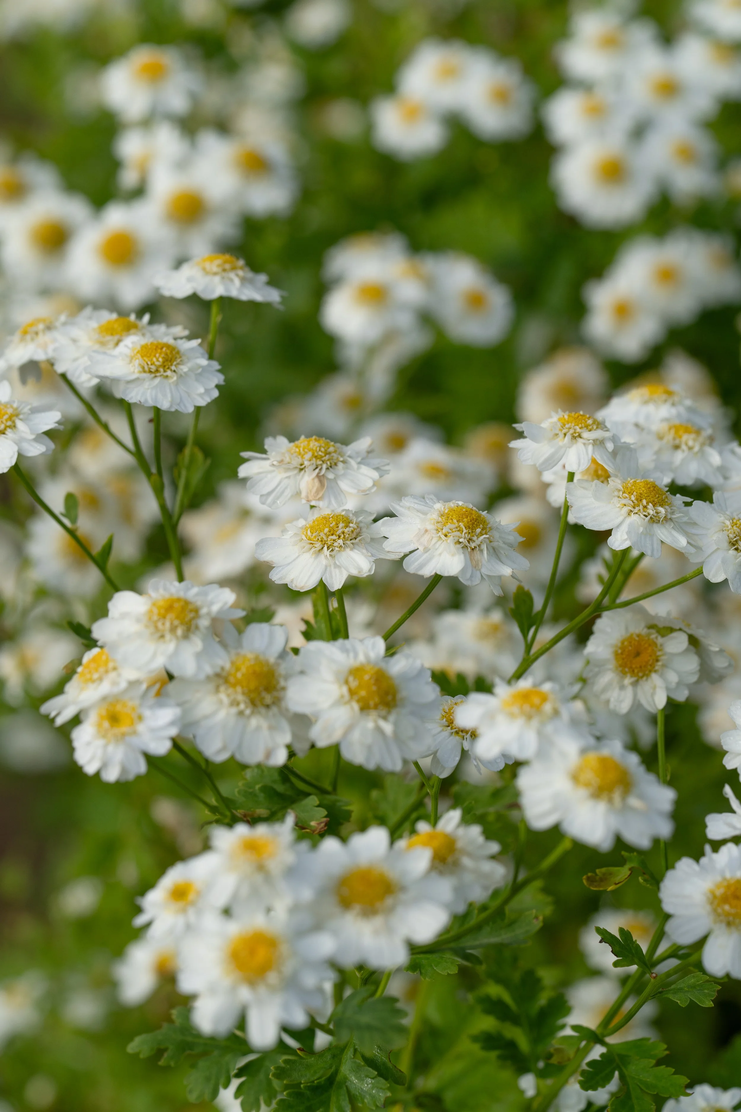 ©AmberGardener_KITCHENGARDEN-091.jpg