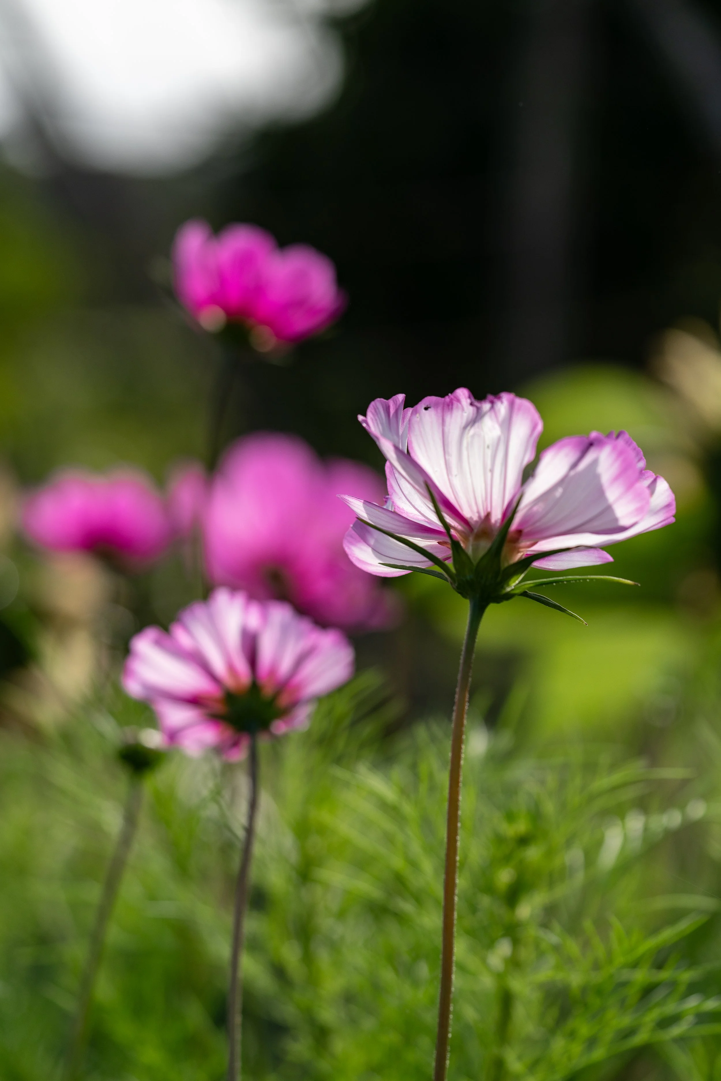 ©AmberGardener_KITCHENGARDEN-173.jpg