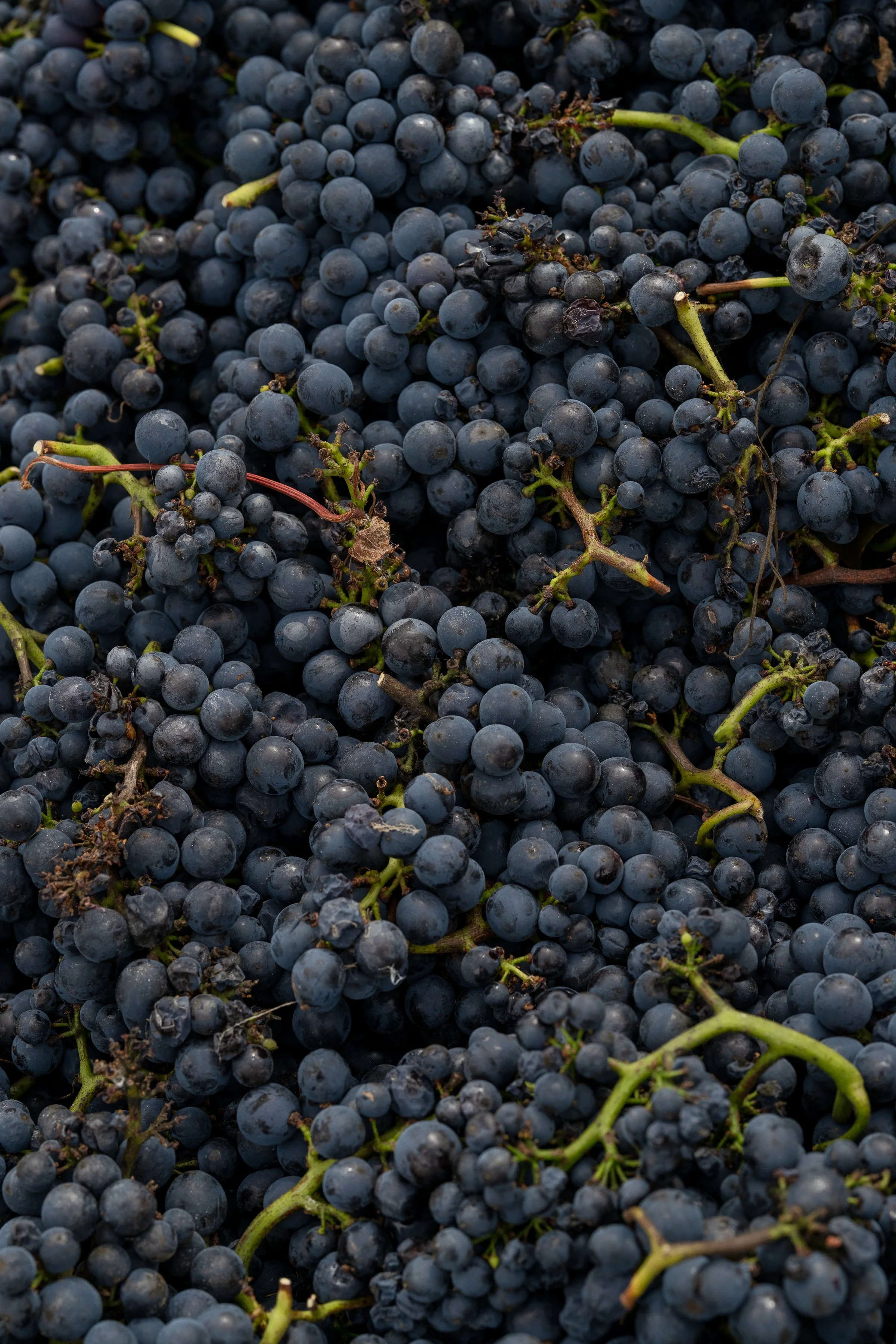 kerrigreens_Pinot-10.jpg