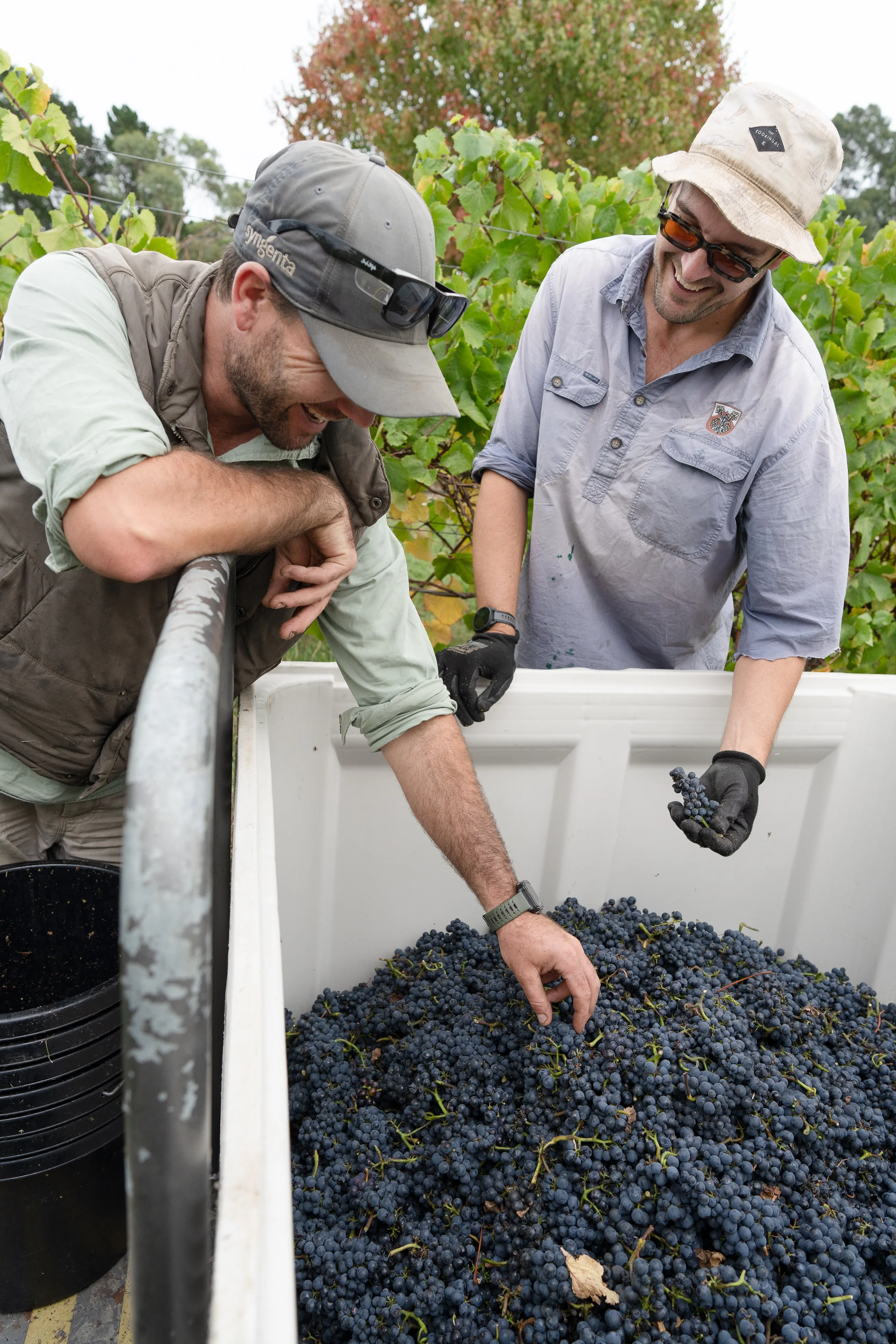 kerrigreens_Pinot-134.jpg