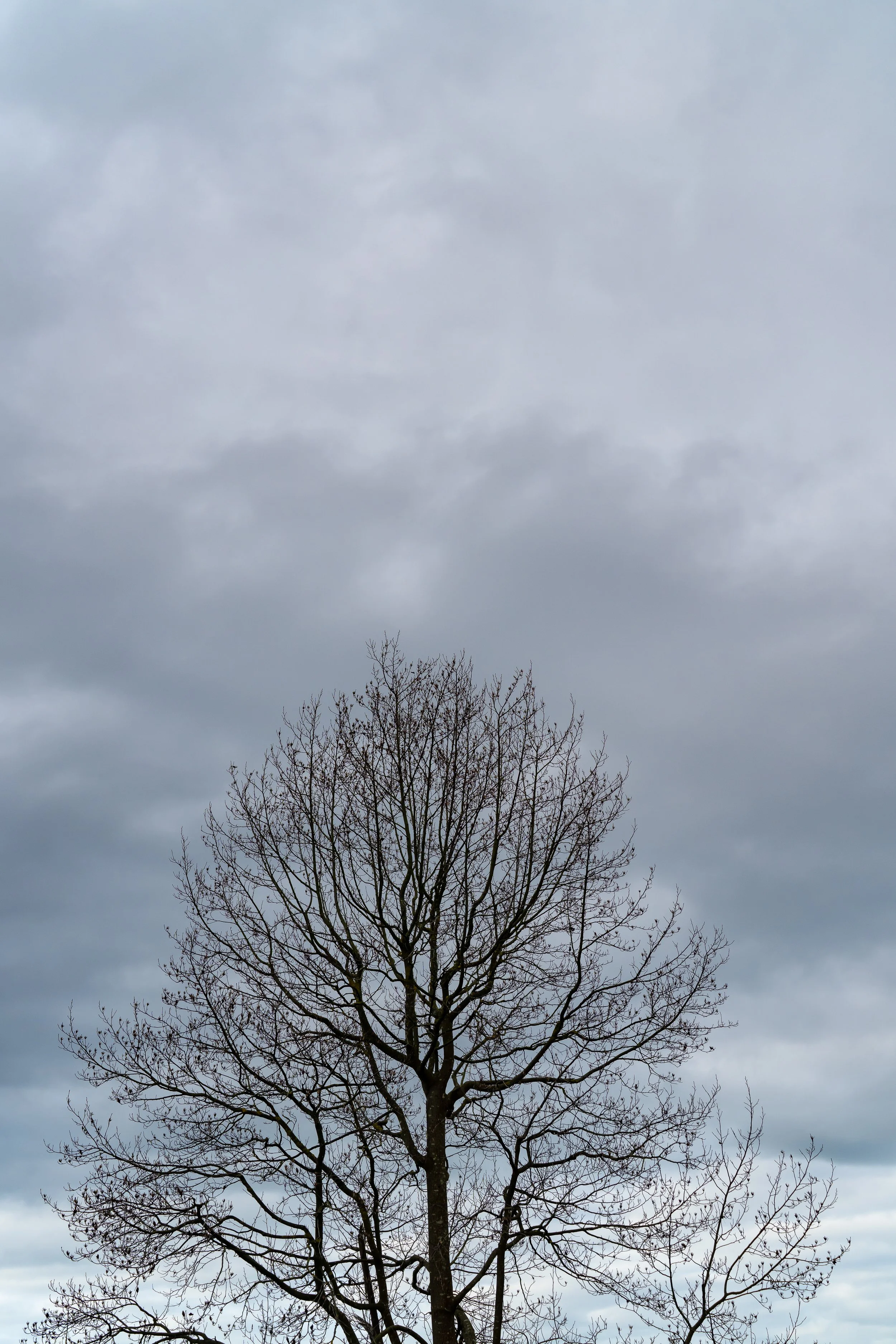 CASSIS_WINTER_AmberGardener-144.jpg