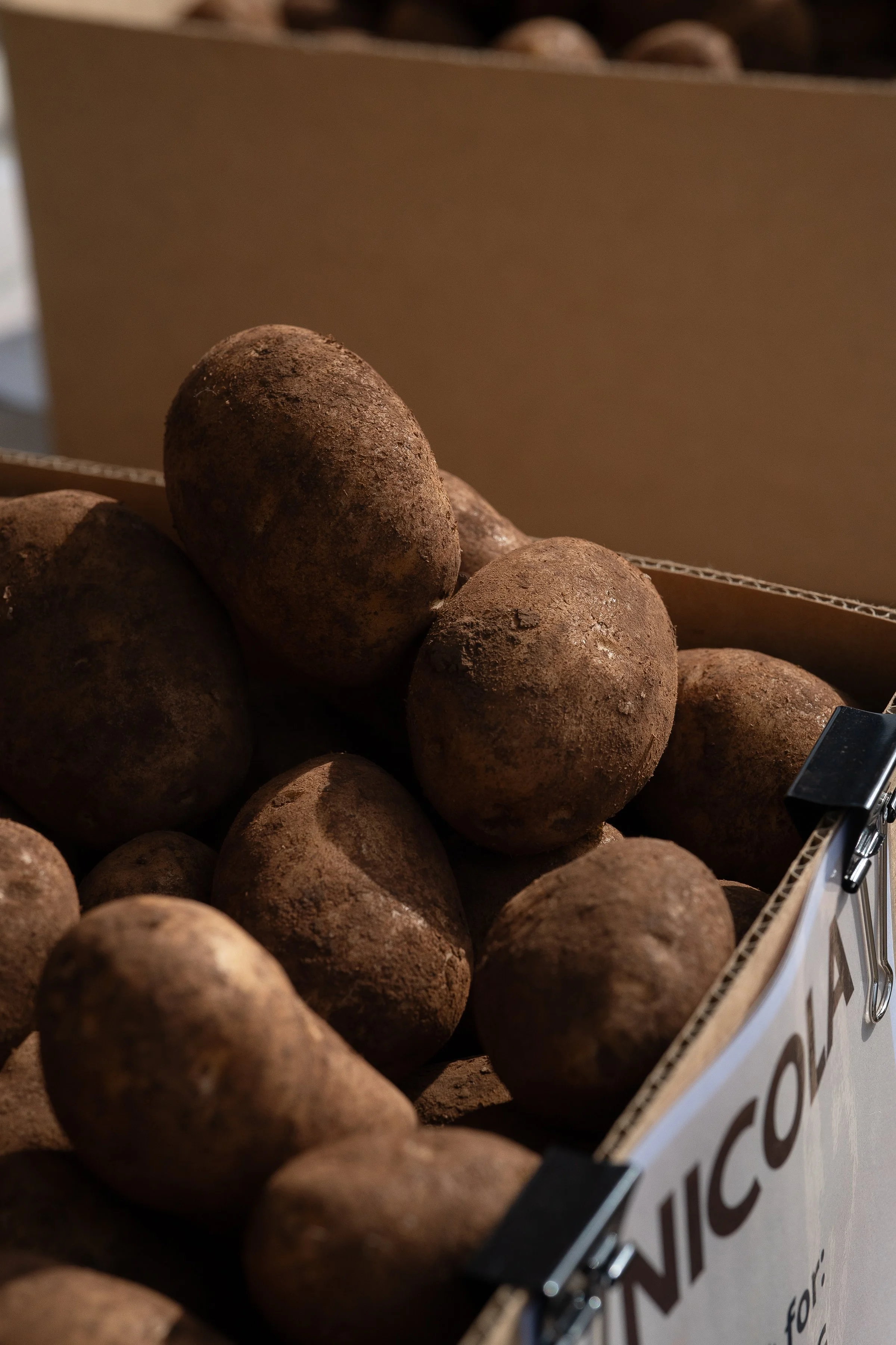 SPUDFEST_AMBERGARDENER-008.jpg