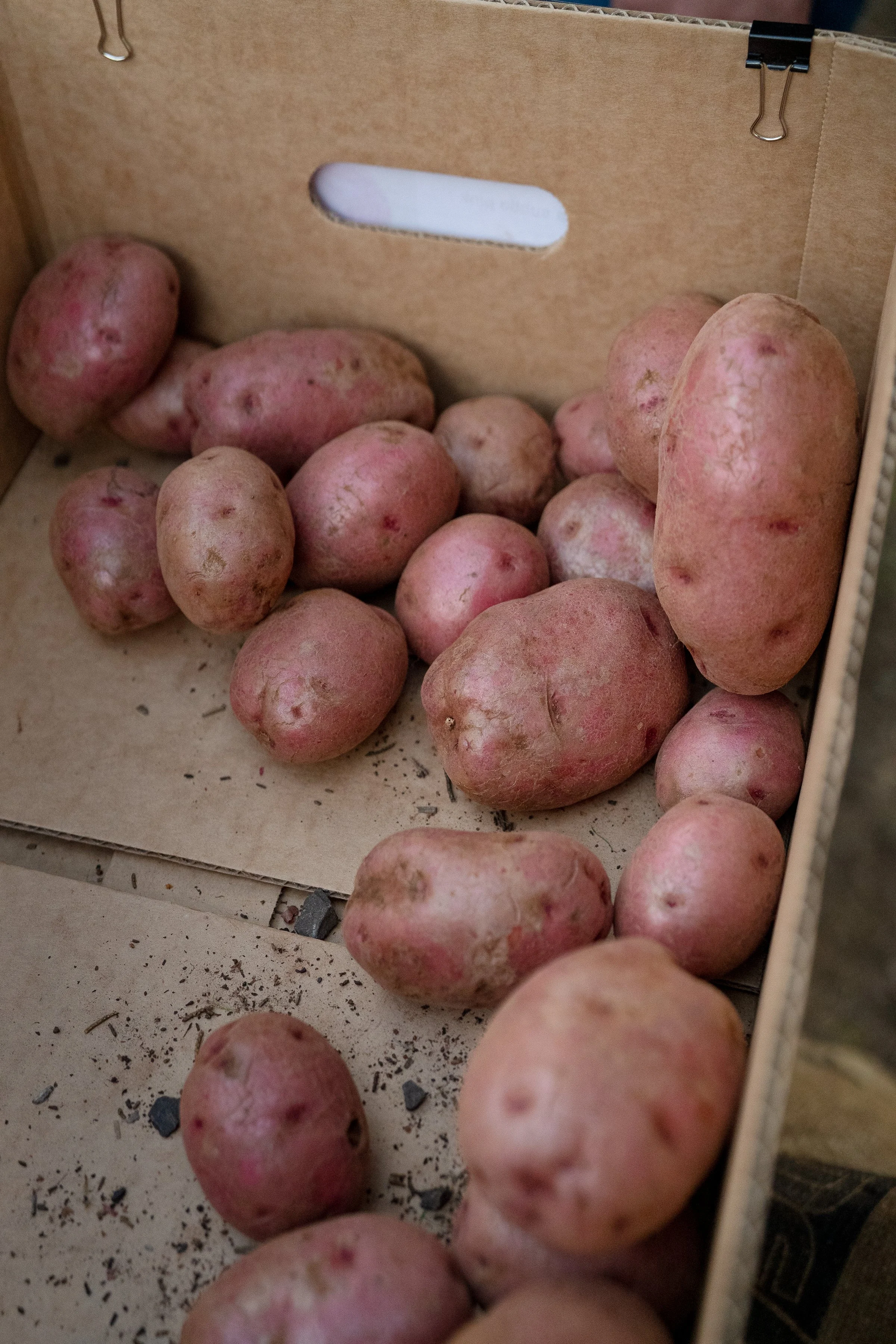 SPUDFEST_AMBERGARDENER-101.jpg