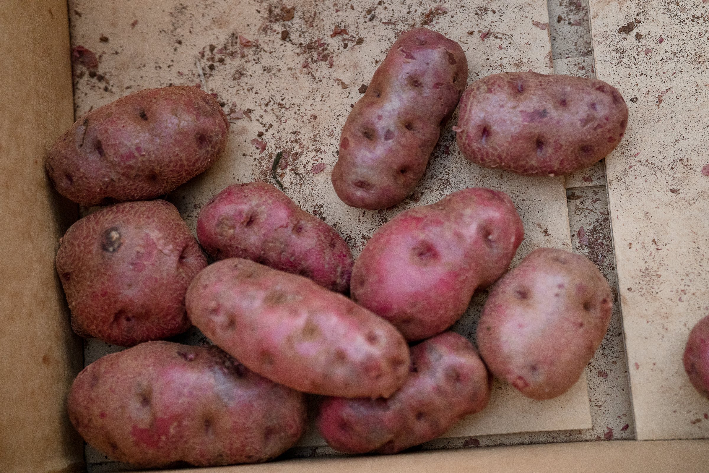 spudfest_ambergardener-14.jpg