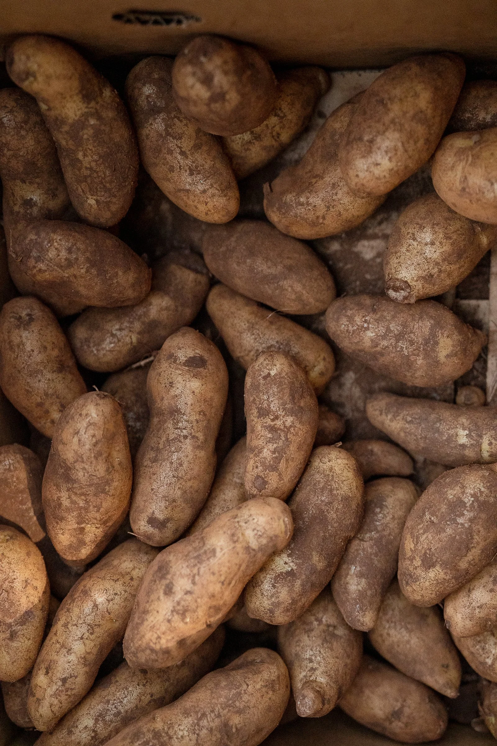 spudfest_ambergardener-15.jpg