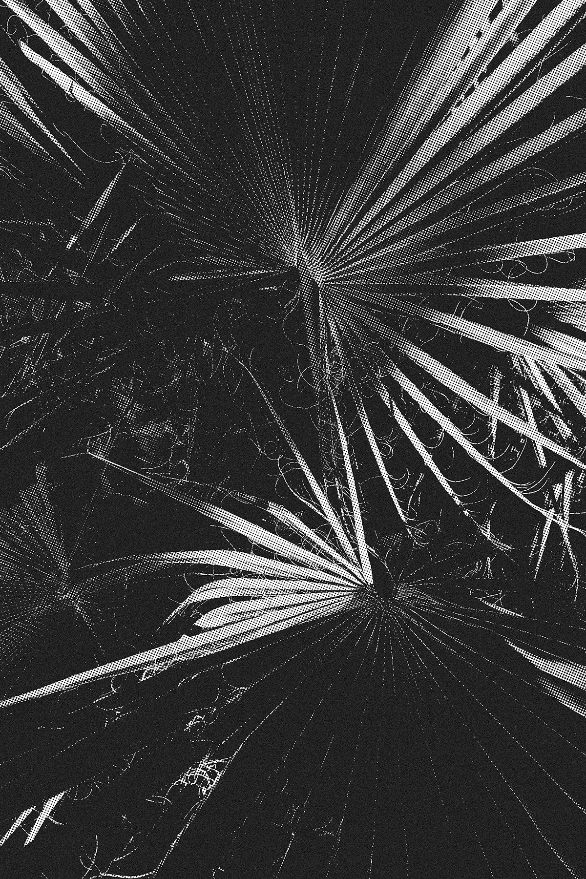 palmplantbitmap2 2.JPG